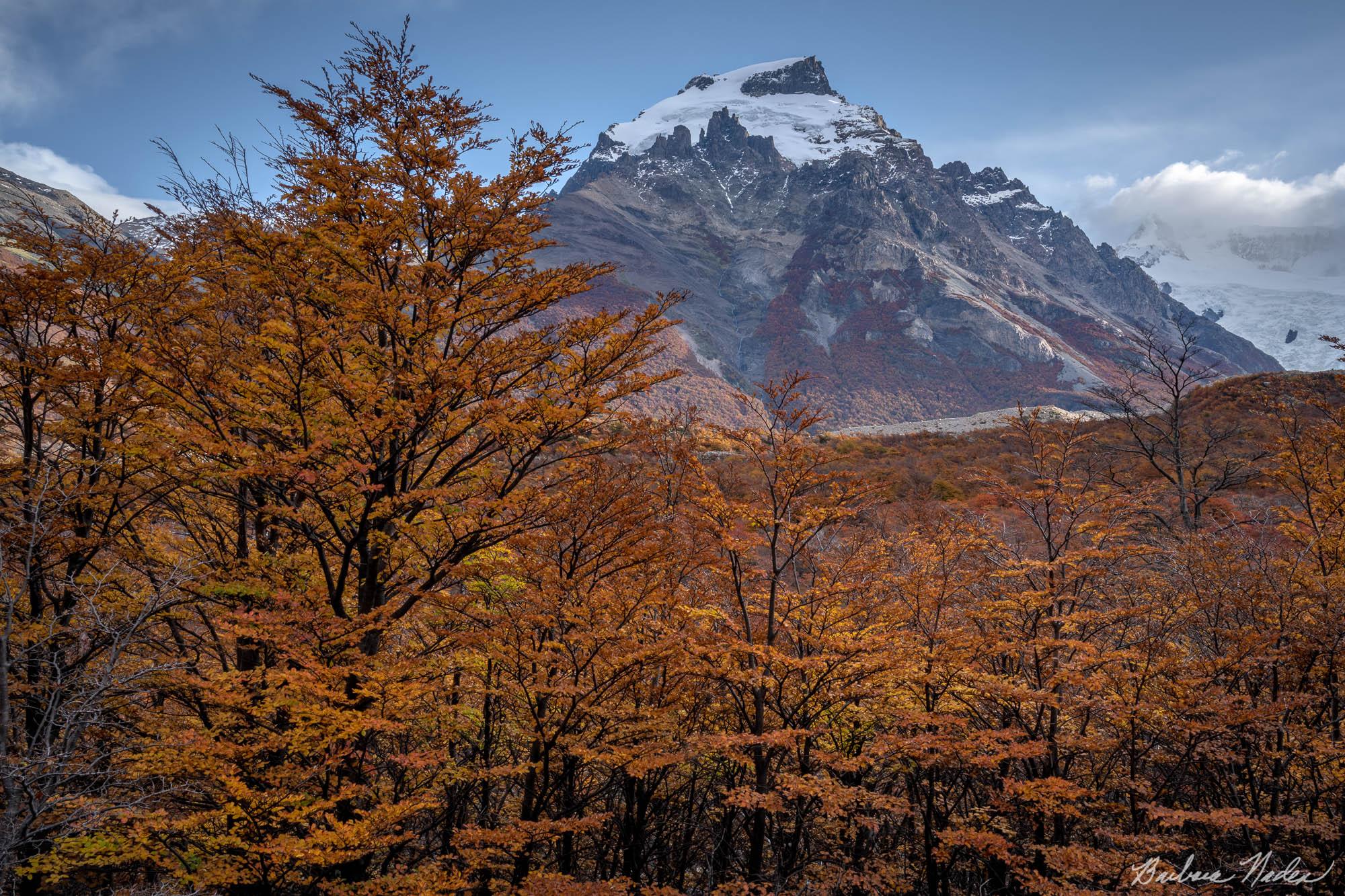 Llenga Trees with Fitz Roy in backgound - Patagonia