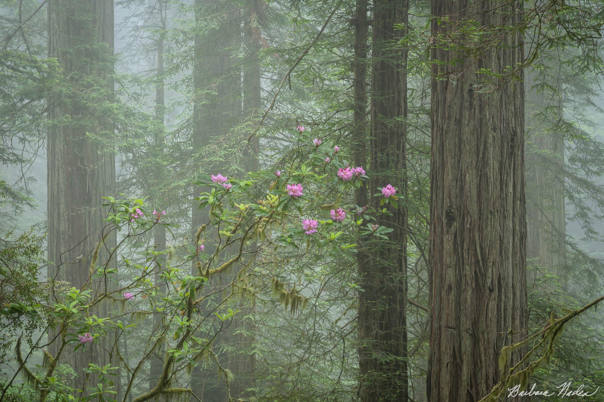 Rhododendrons in the Fog - Damnation Trail, Del Norte Coast Redwood State Park, California