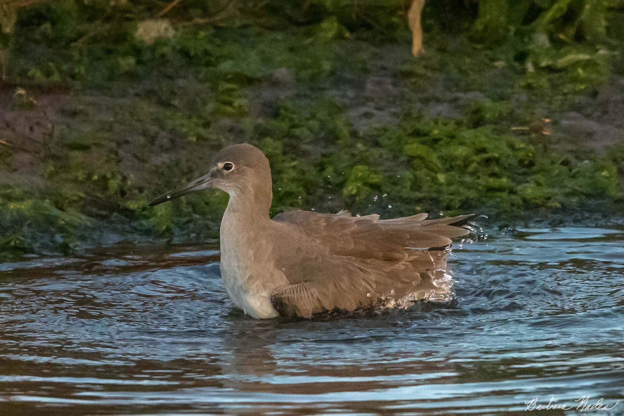 Willet Bathing - Moss Landing, California