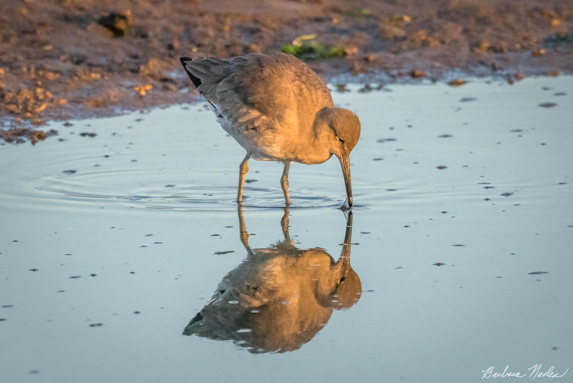 Willet in Morning Reflection - Moss Landing, California