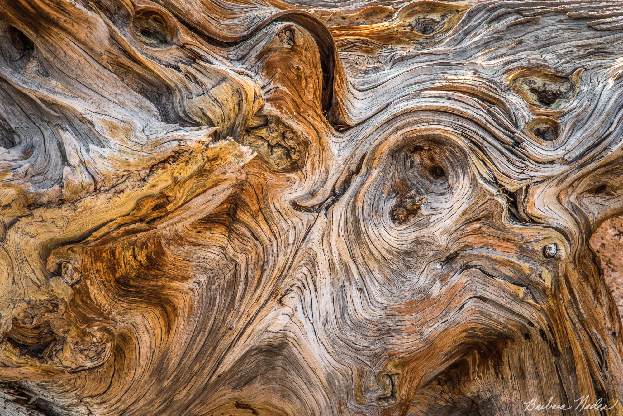 Old Man in a tree - Sixty Lakes Basin