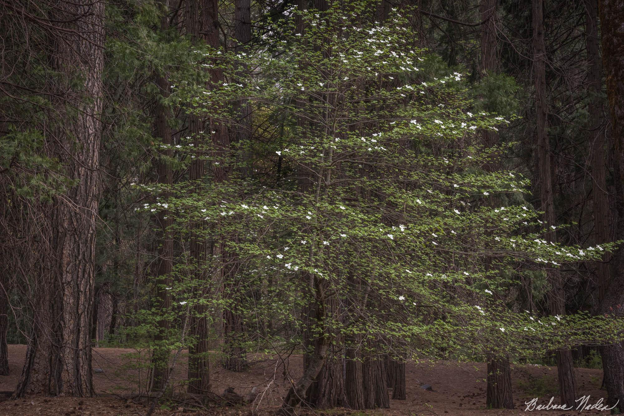 Flowering Dogwood - Yosemite Valley National Park