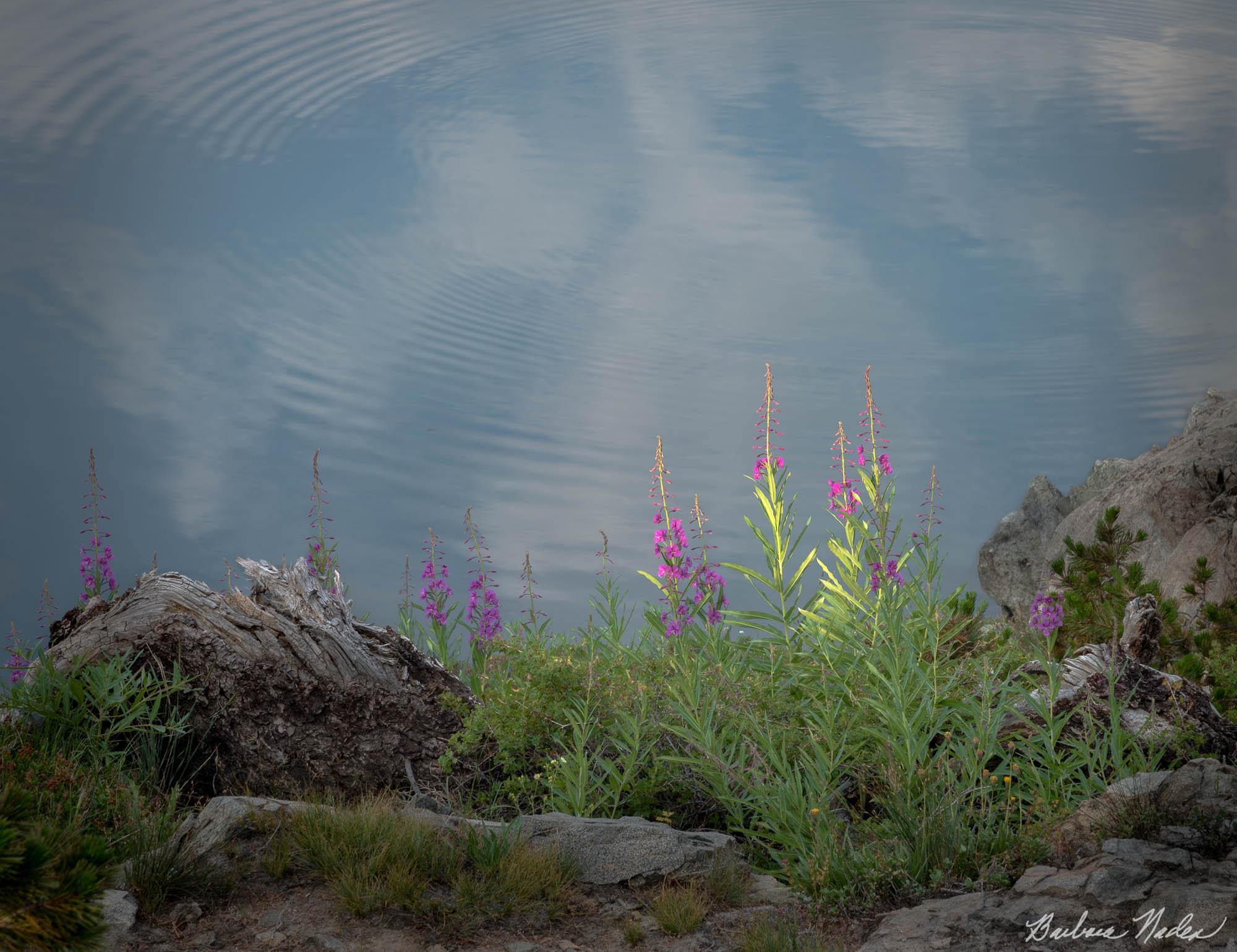 Reflections - Eastern Sierras