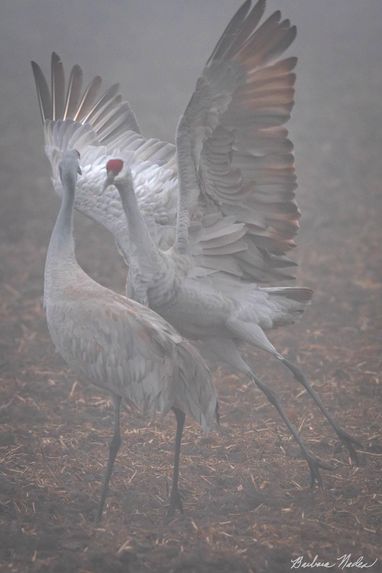 Mating Dance in the Fog - Cosumnes River Preserve