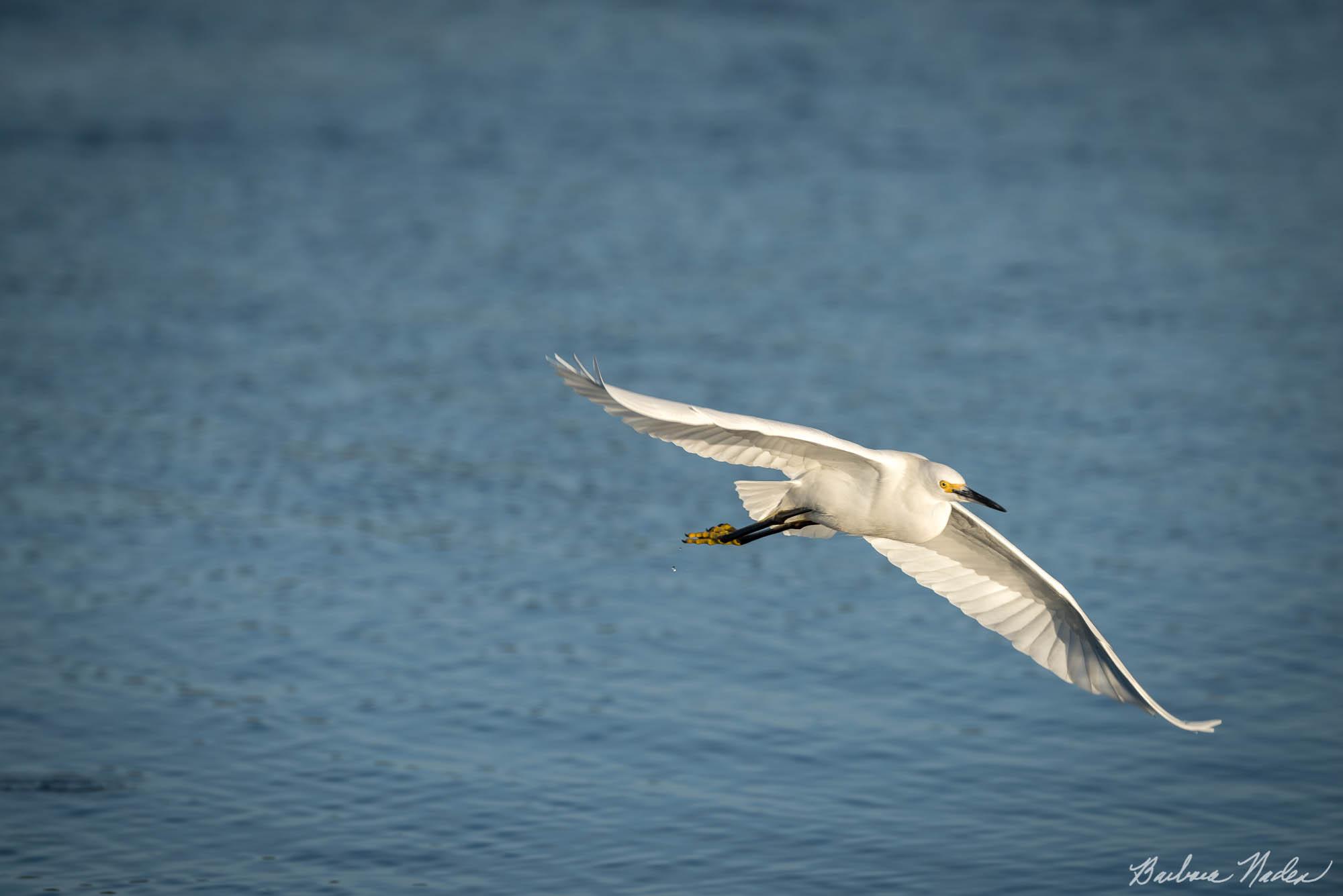 Egret Cruising - Moss Landing, California