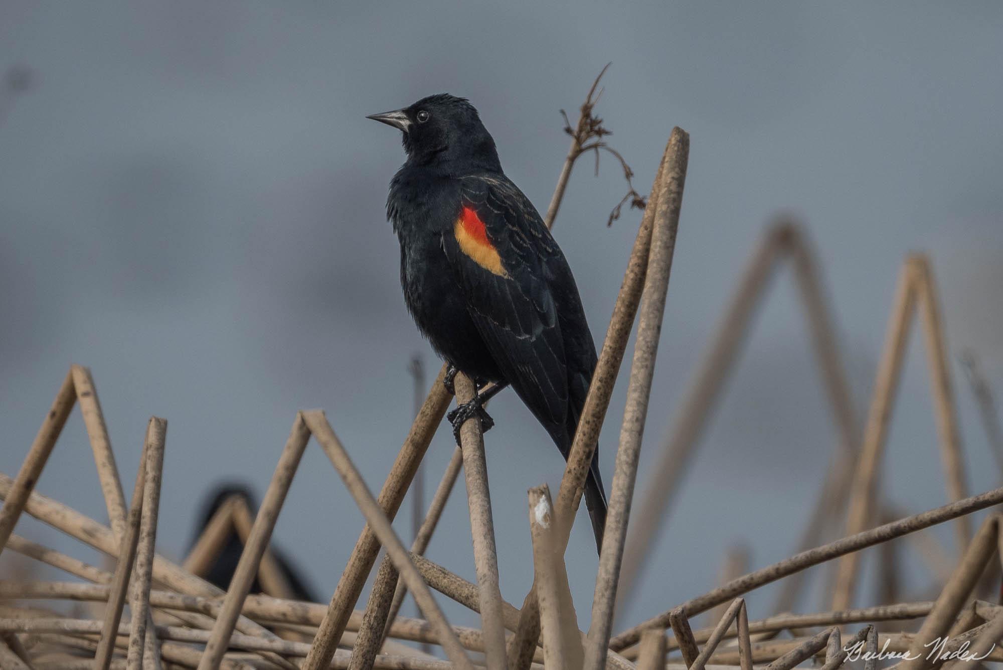 Sitting on the Reeds - Yolo Bypass Wildlife Area