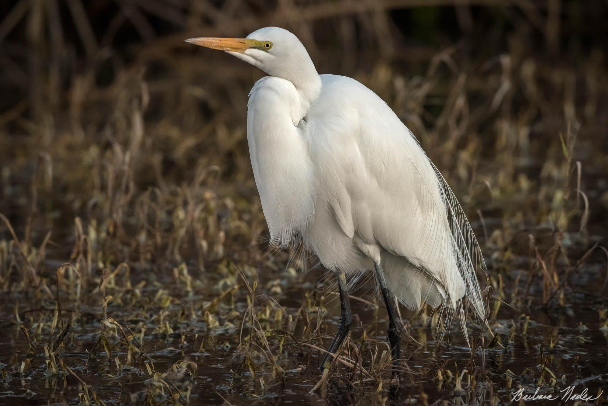 Great Egret Beginning to get Breeding Plumage - Merced National Wildlife Refuge