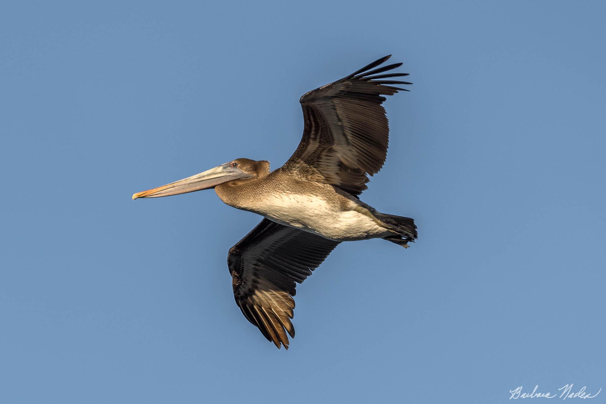 Pelican Soaring - Moss Landing, California