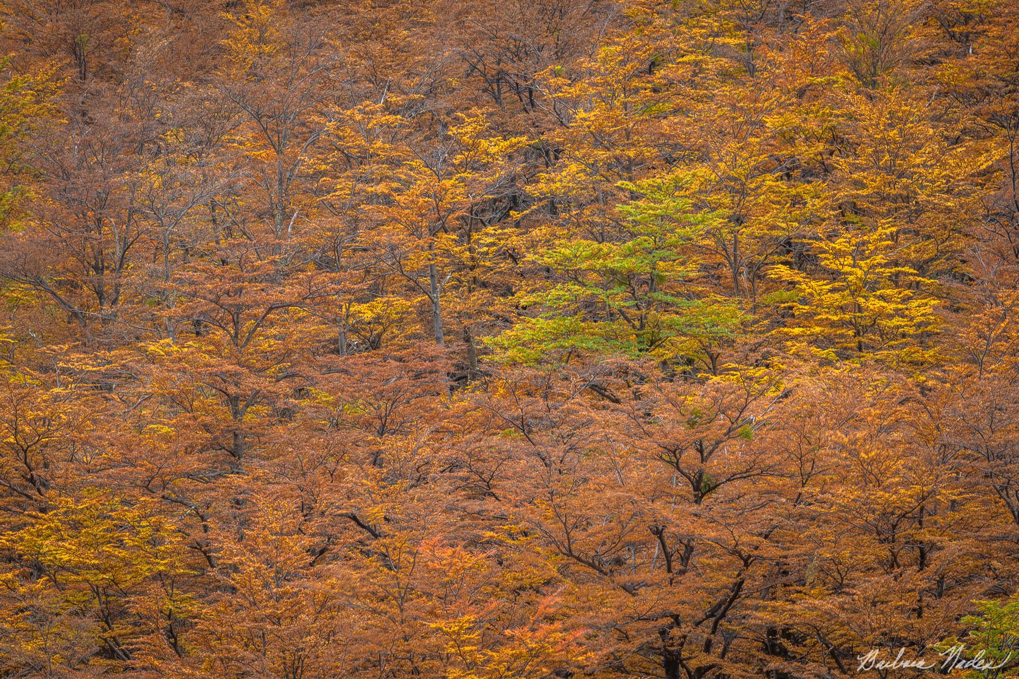 Llenga Trees in fall color - Patagonia