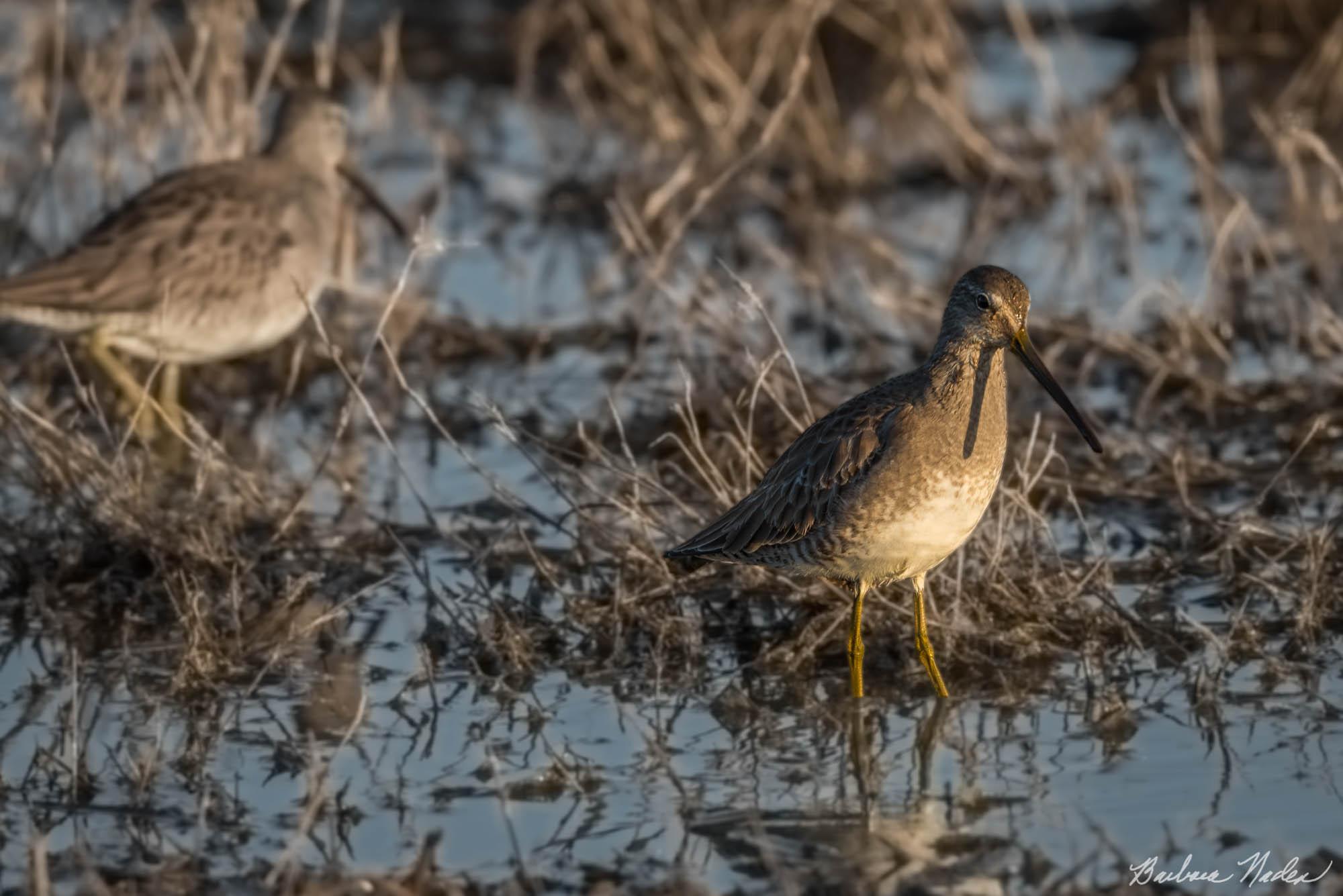 Greater Yellowlegs Wading - Merced National Wildlife Refuge