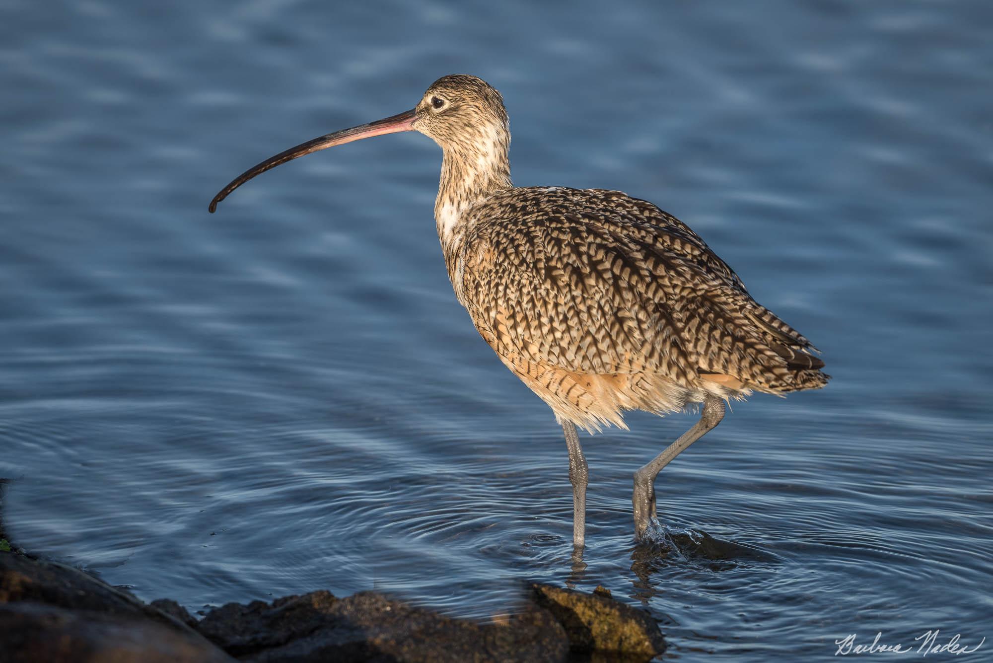 Long-billed Curlew Wading - Moss Landing, California