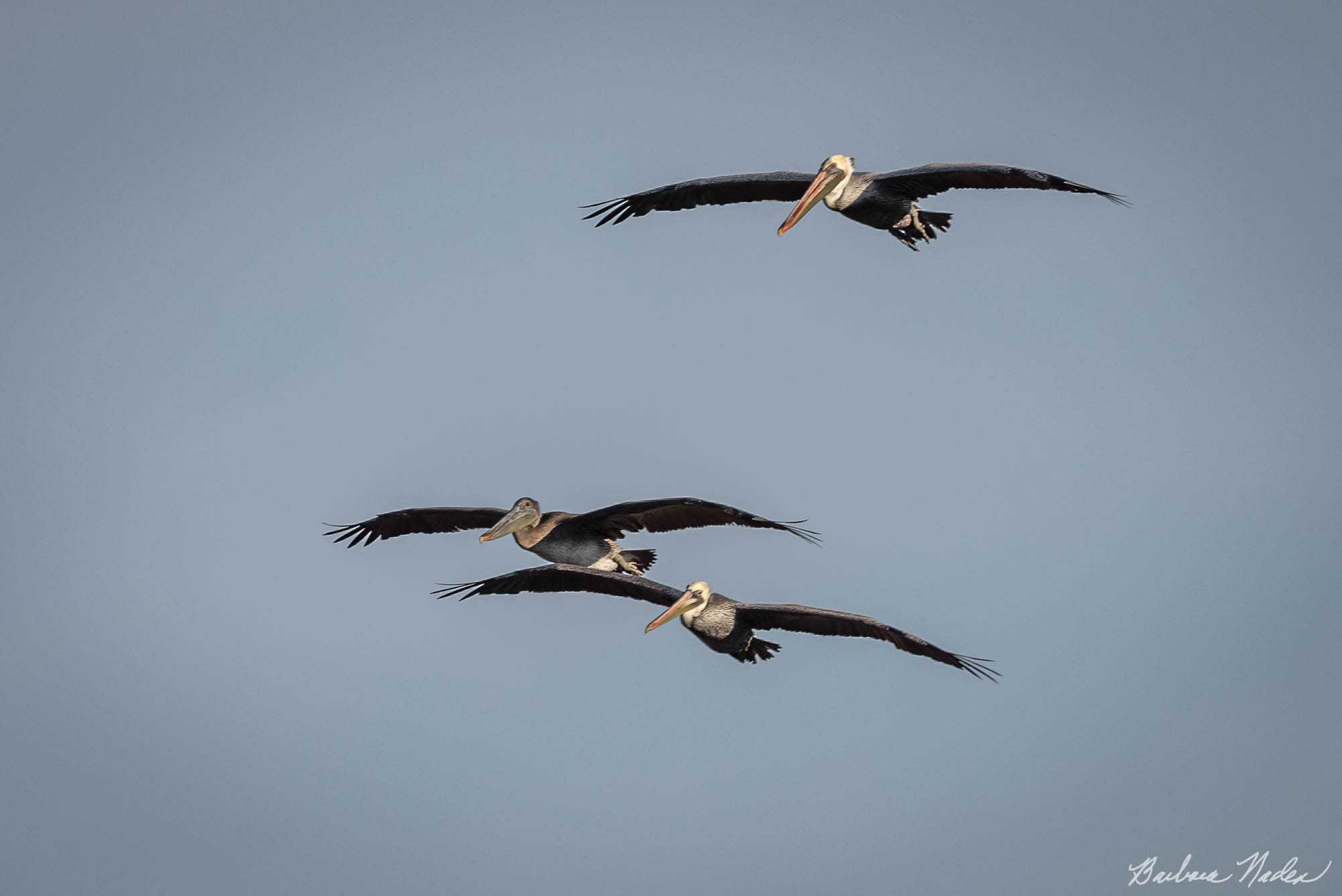 Two Adult Males and one First Year Pelicans - Moss Landing, California