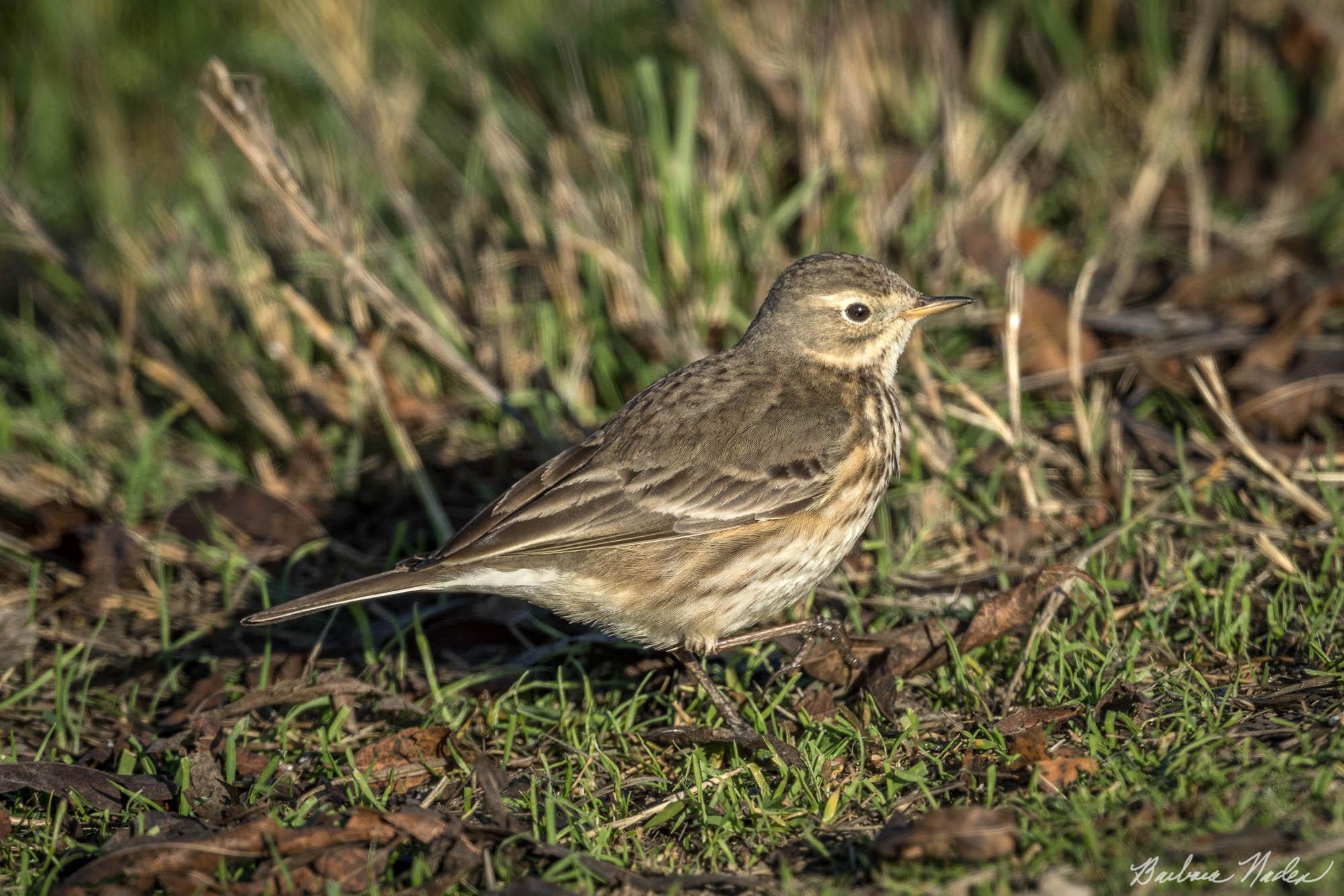 American Pipit I - Merced National Wildlife Refuge