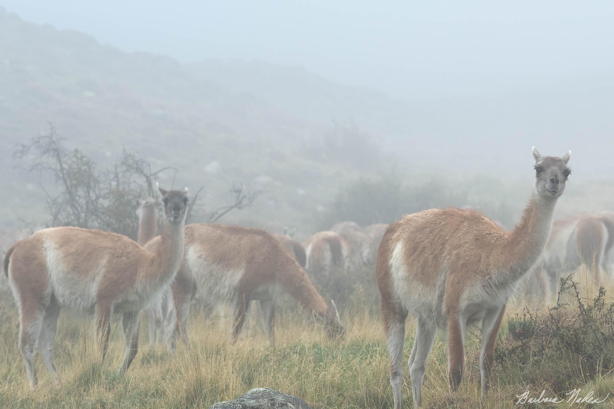 Grazing - Torres del Paine, Patagonia