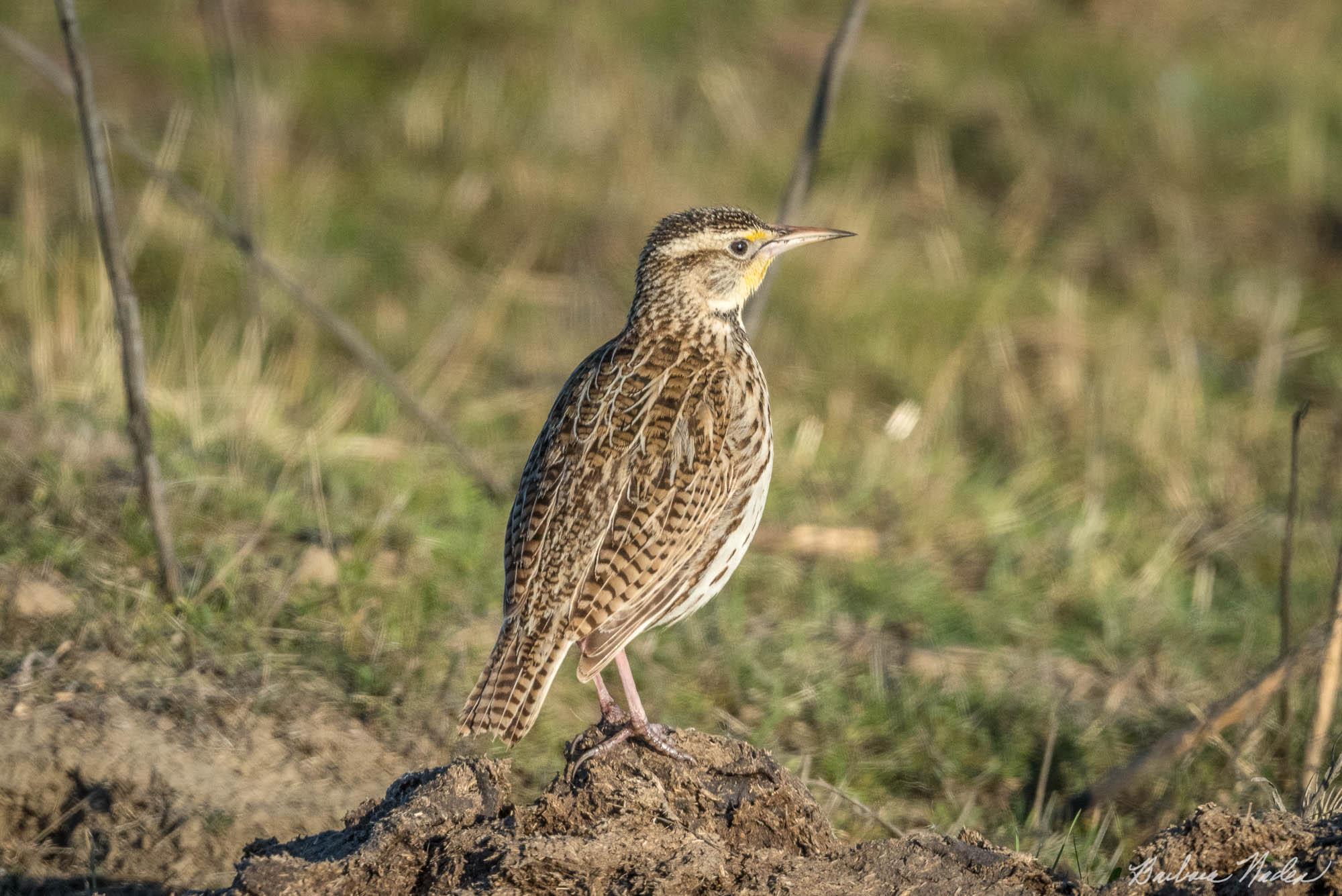 Perched on a Mound of Sod - Merced National Wildlife Refuge