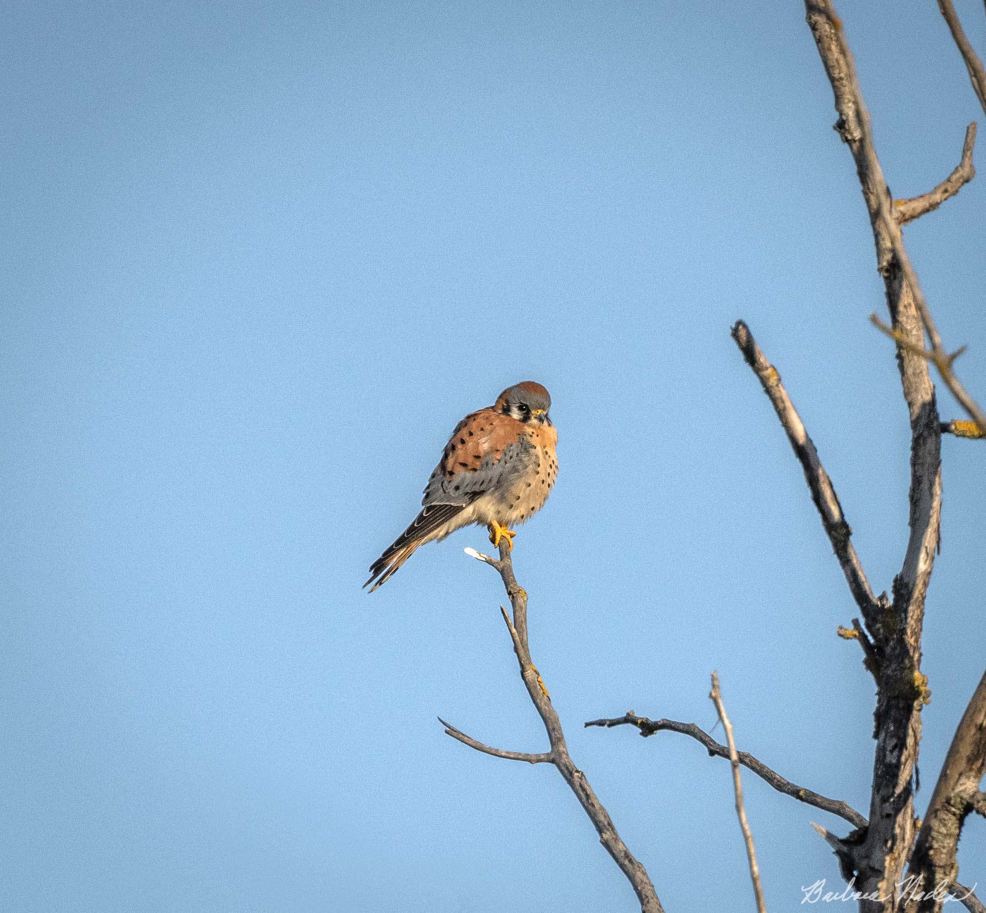 American Kestrel I - Merced National Wildlife Refuge