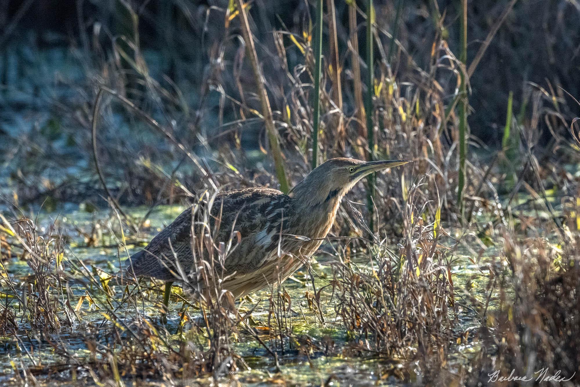 Camouflaged Bittern - Merced National Wildlife Refuge