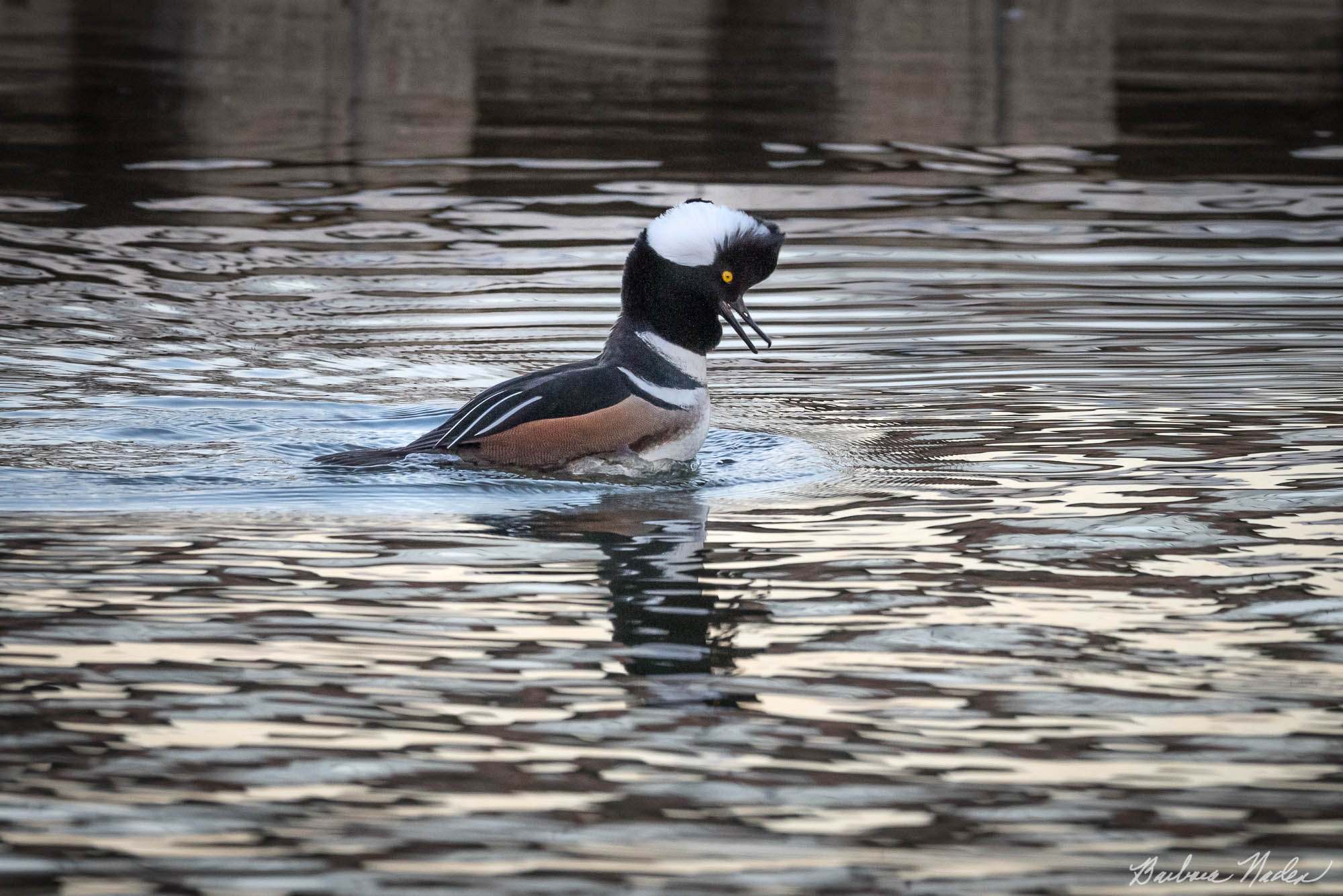 Merganser doing his Mating Dance - Oka Ponds, Los Gatos, California