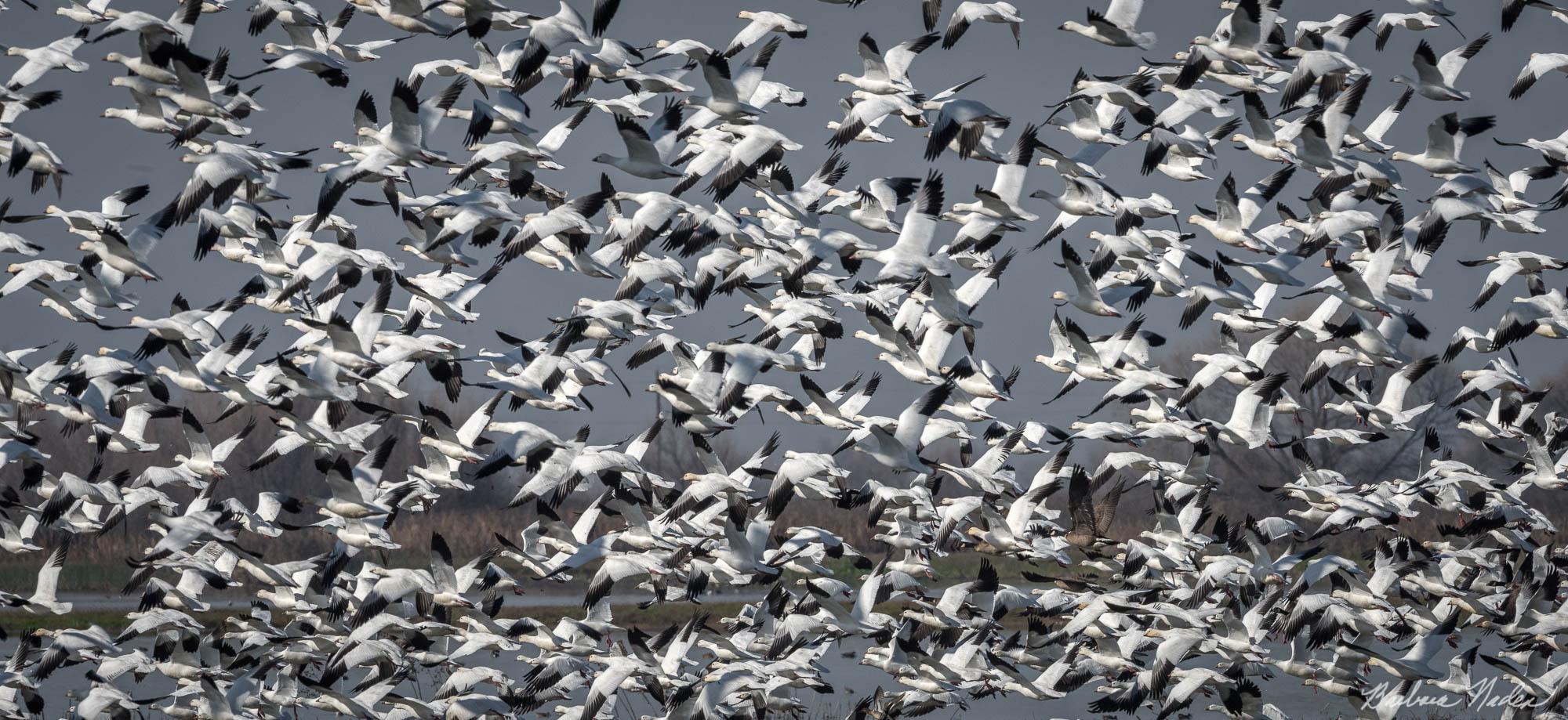 Close Friends - Merced National Wildlife Refuge