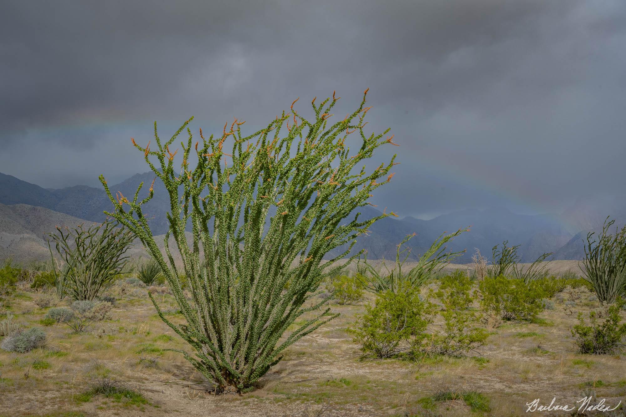 Ocotillo with Faint Rainbow - Anza-Borrego Desert State Park