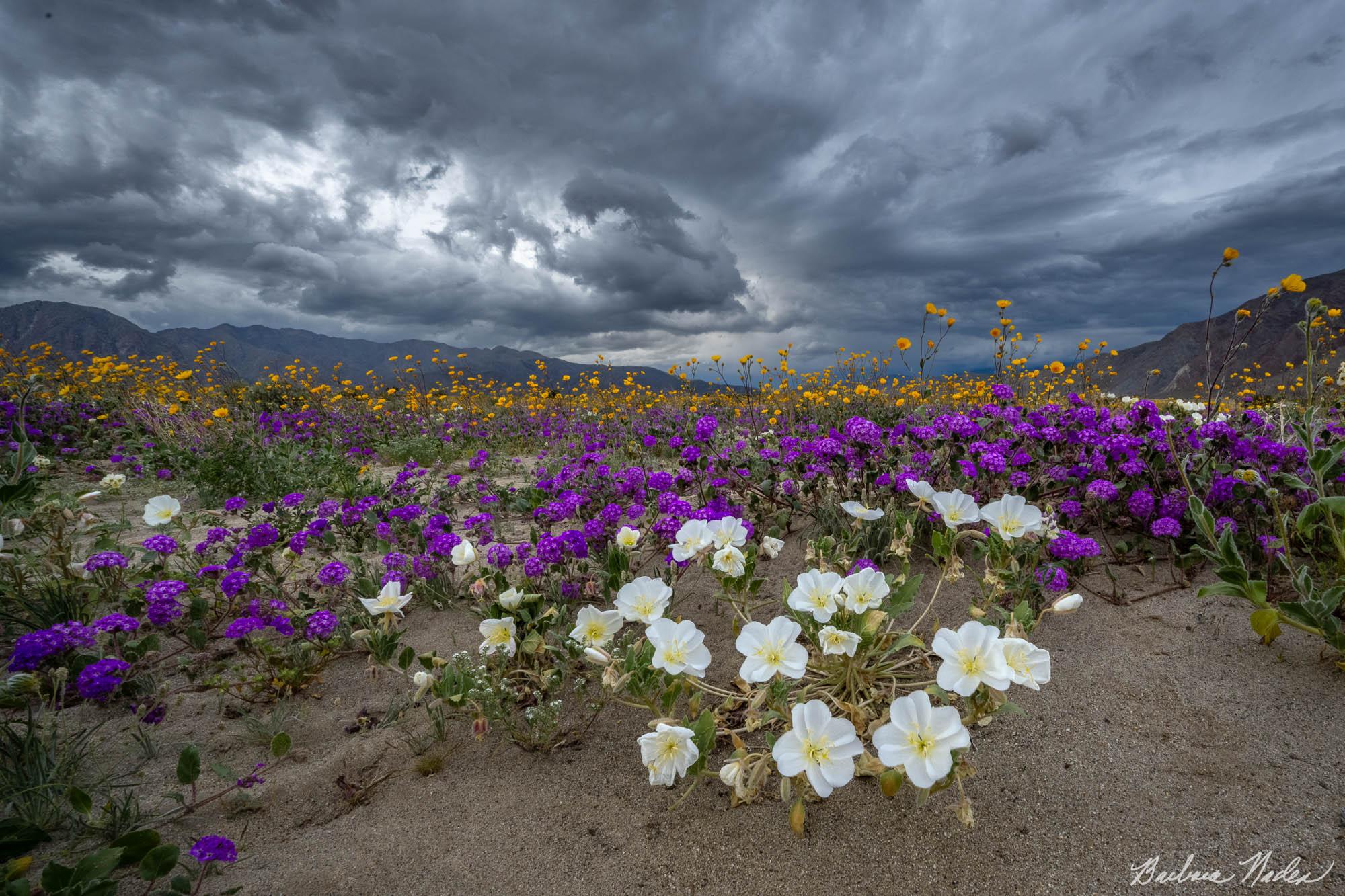 Wildflowers with Storm Approaching - Anza-Borrego Desert State Park