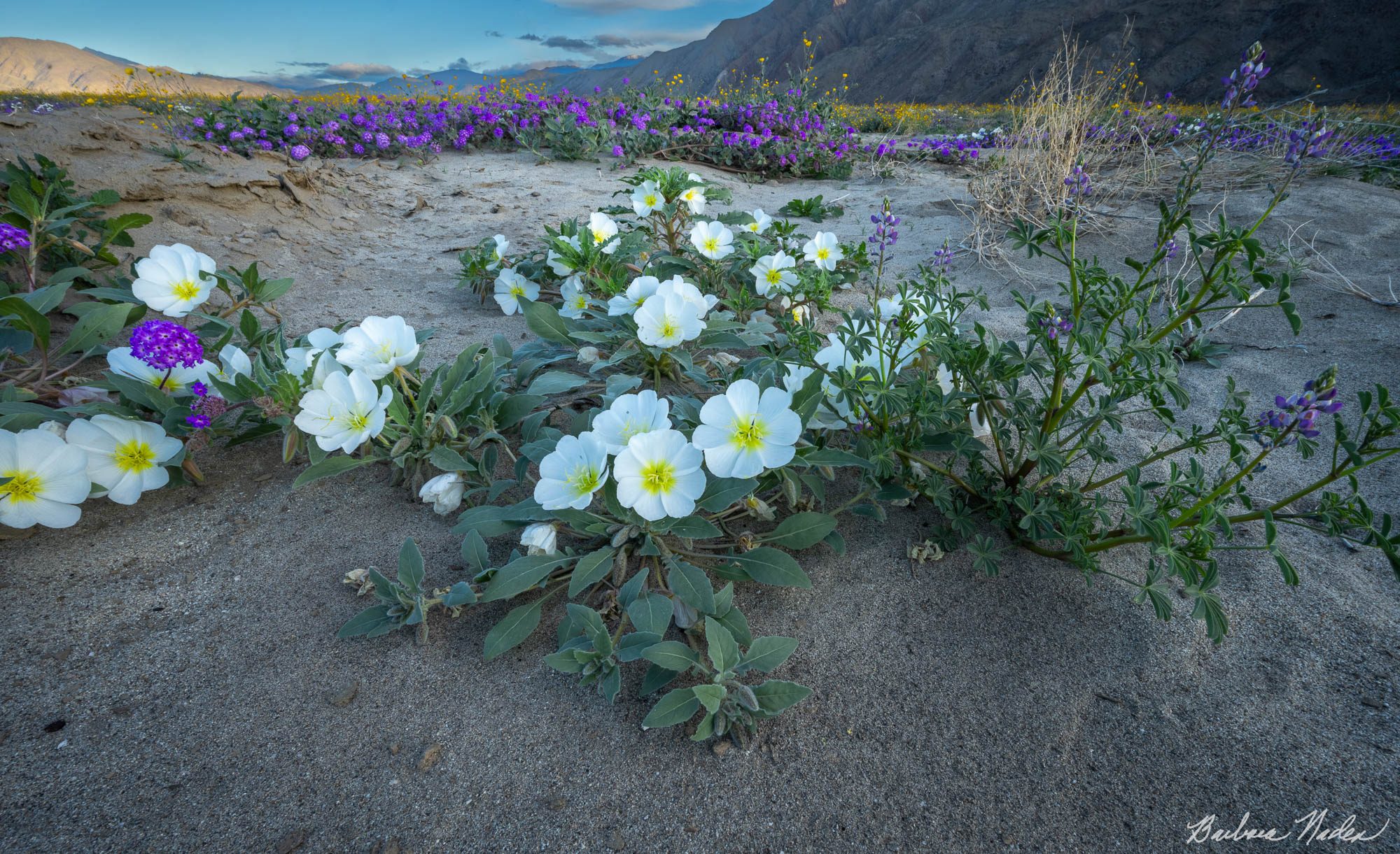 Dune Evening Primrose Early Morning - Anza-Borrego Desert State Park