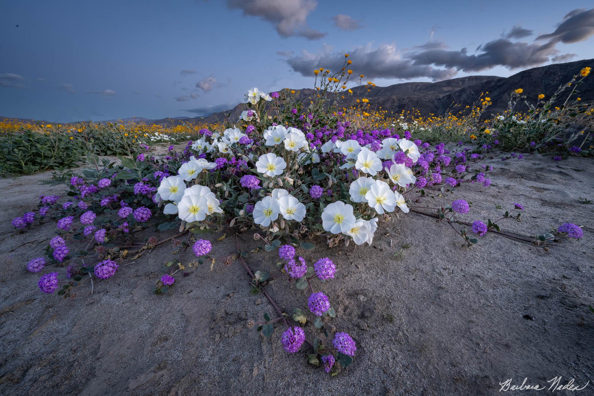 Dune Evening Primrose, Desert Sand Verbena and Brittlebush - Anza-Borrego Desert State Park