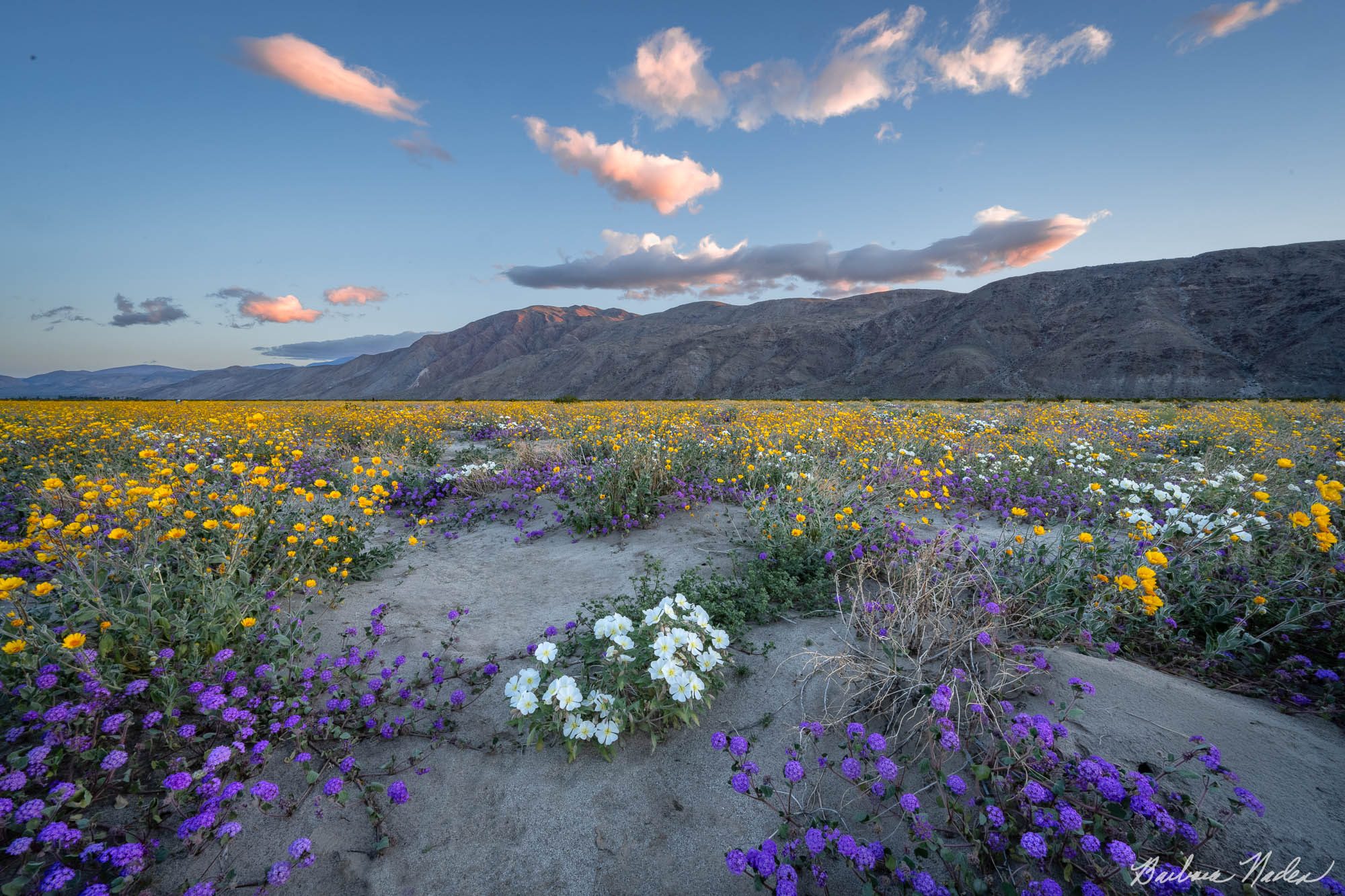 Wildflowers at Sunrise - Anza-Borrego Desert State Park