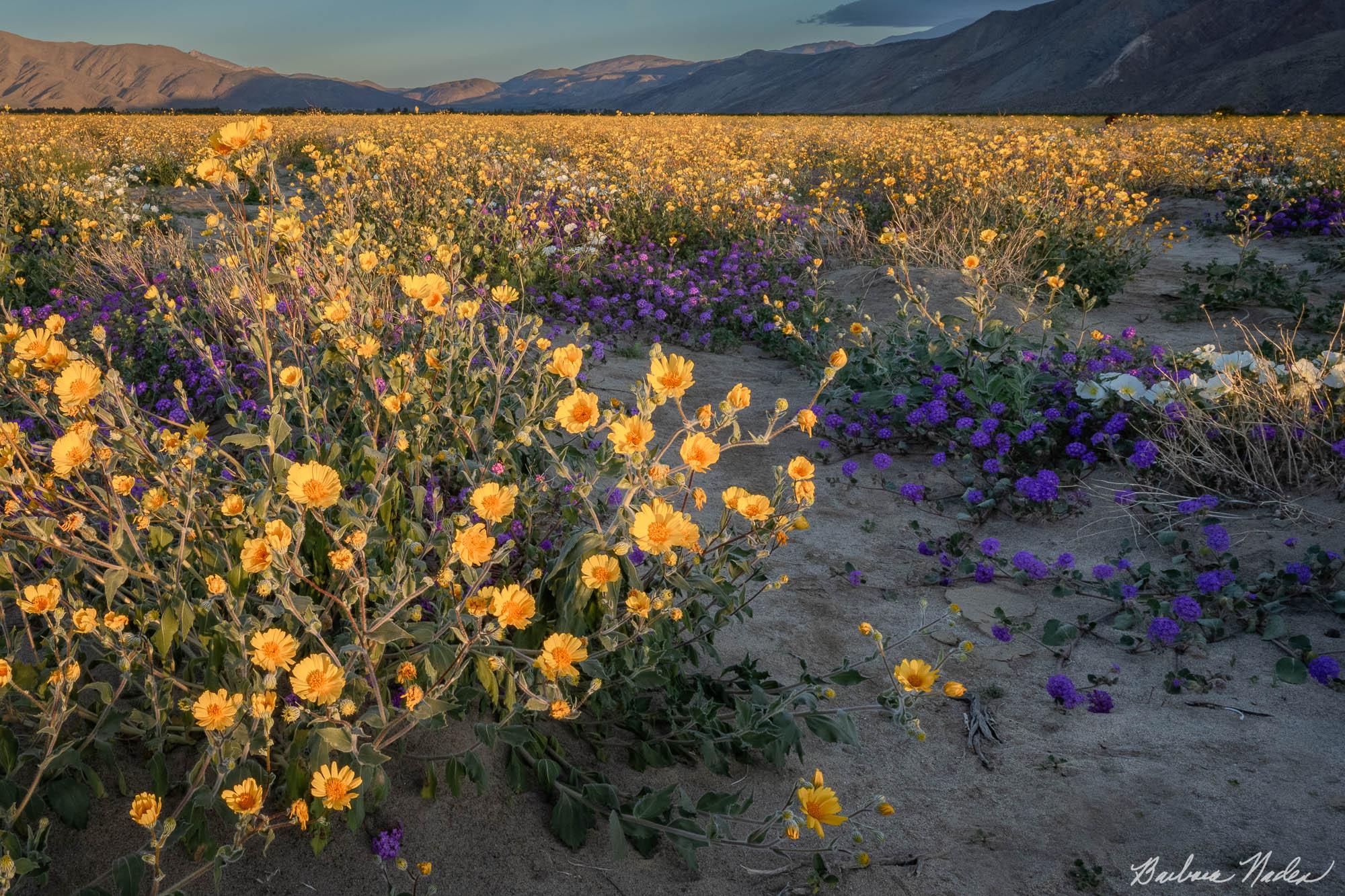 Brittlebush Early Light - Anza-Borrego Desert State Park