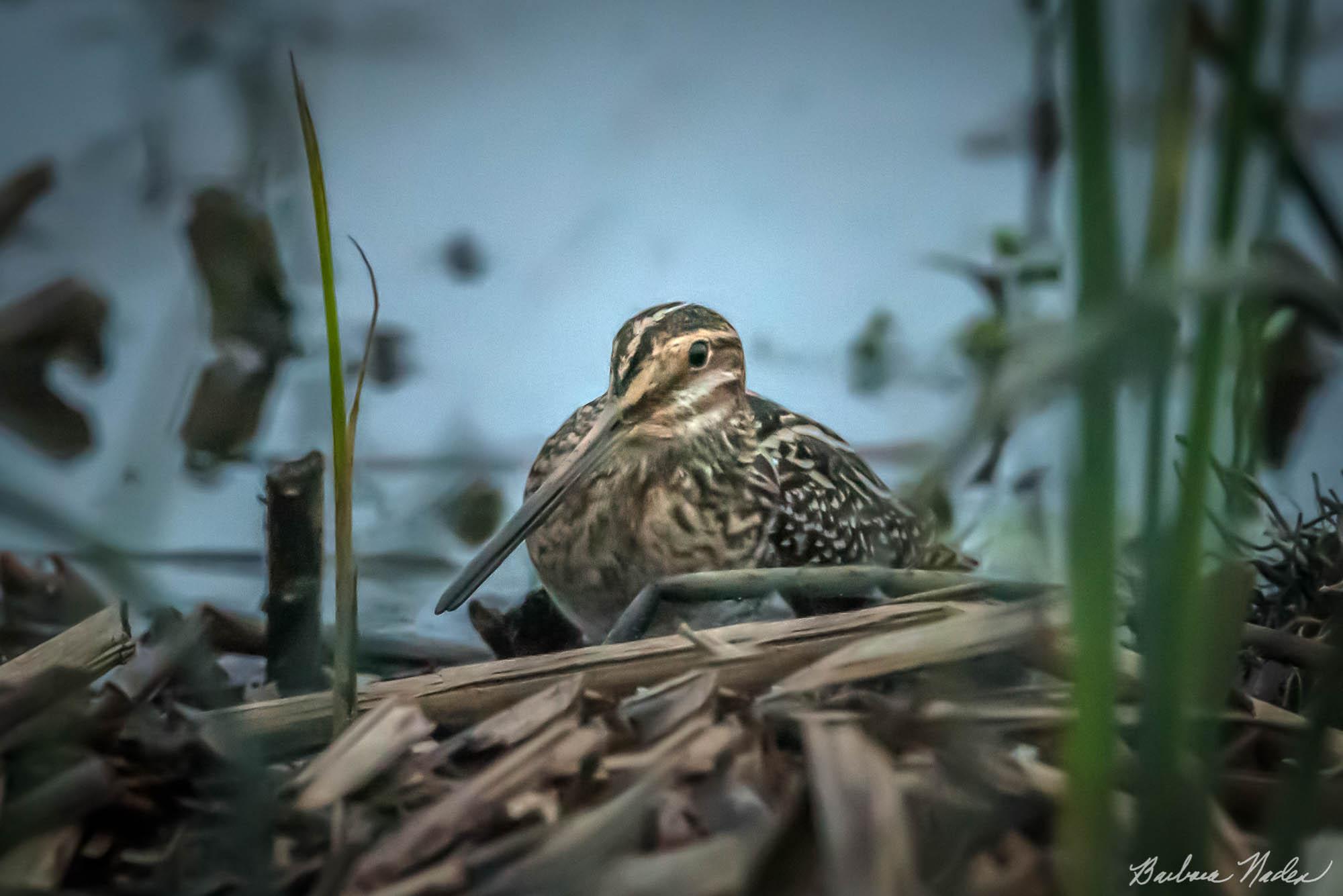 Snipe in the Reeds - Merced National Wildlife Refuge