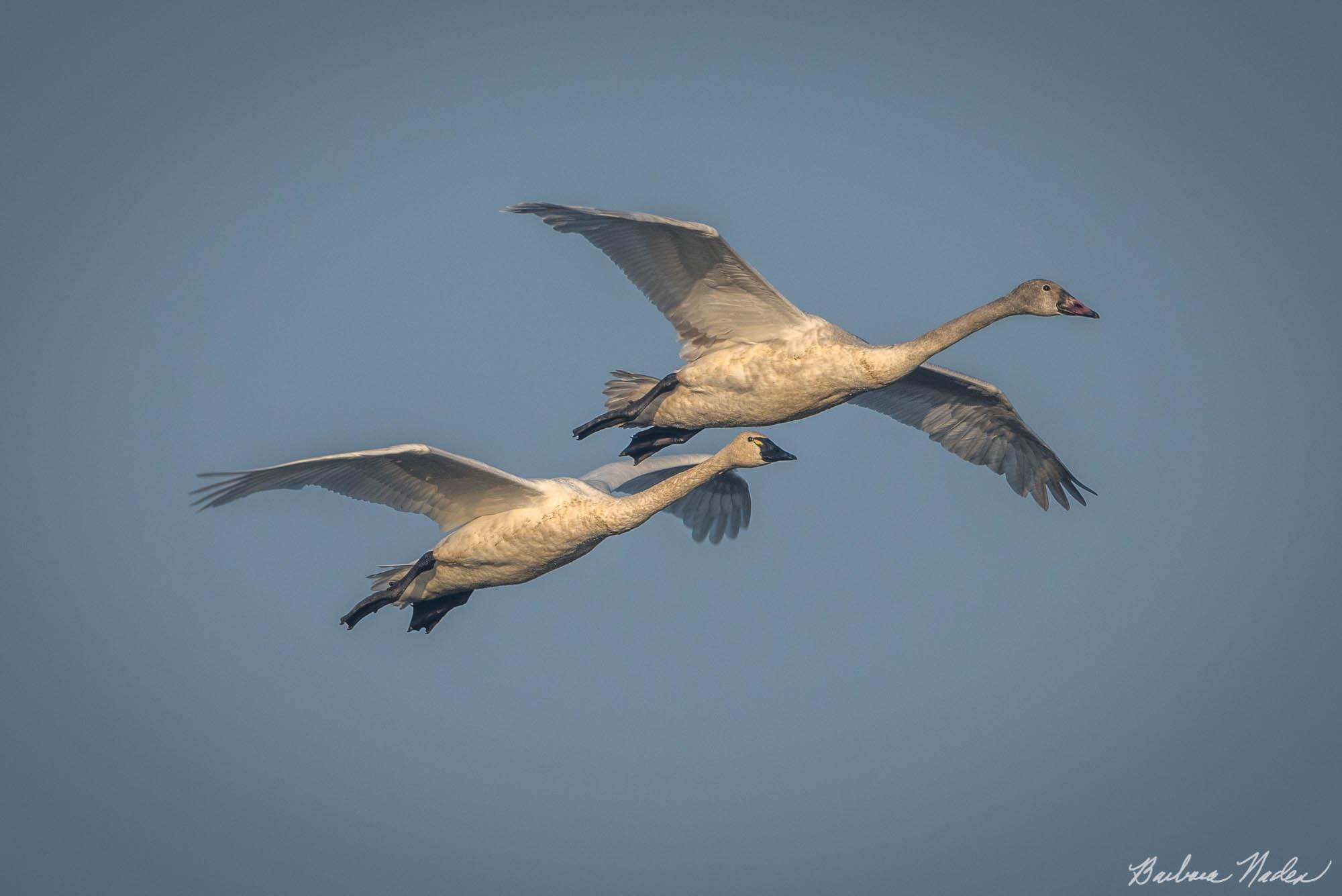 Immature swan leading the adult - Delta Region Central California