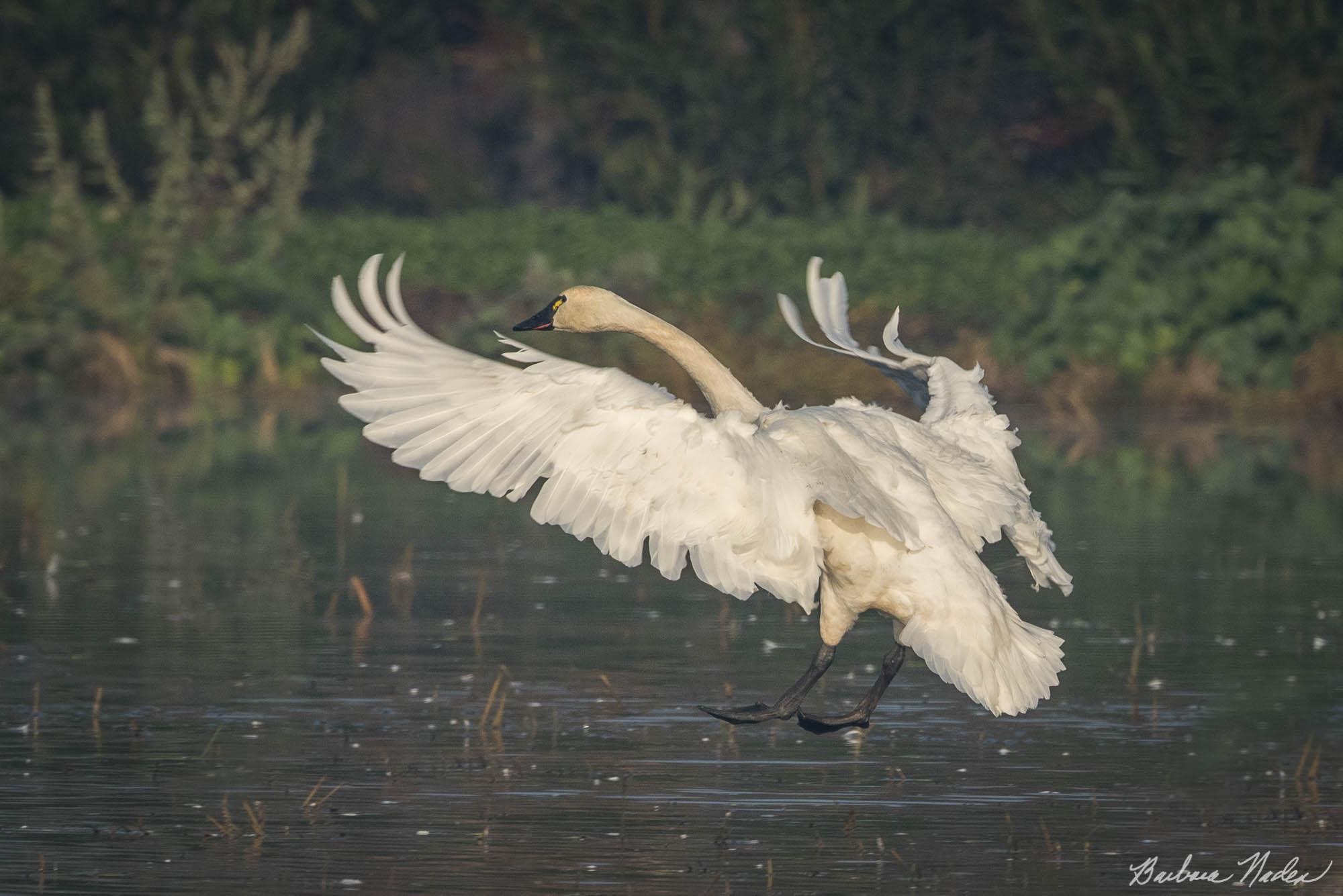 Windy Landing - Woodbridge Wildlife Preserve