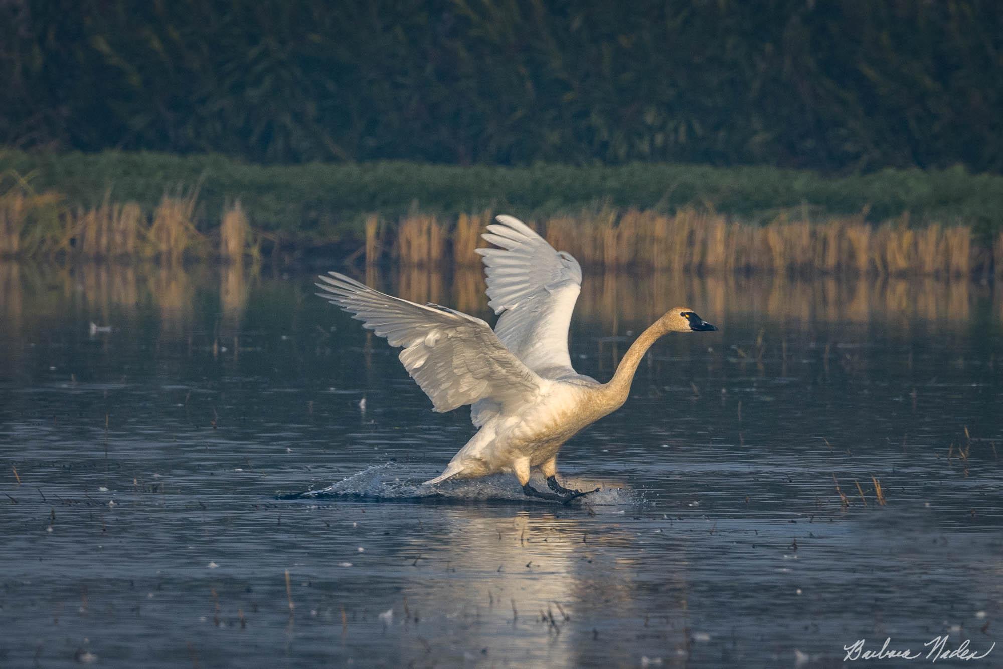 Put on the Brakes - Woodbridge Wildlife Preserve