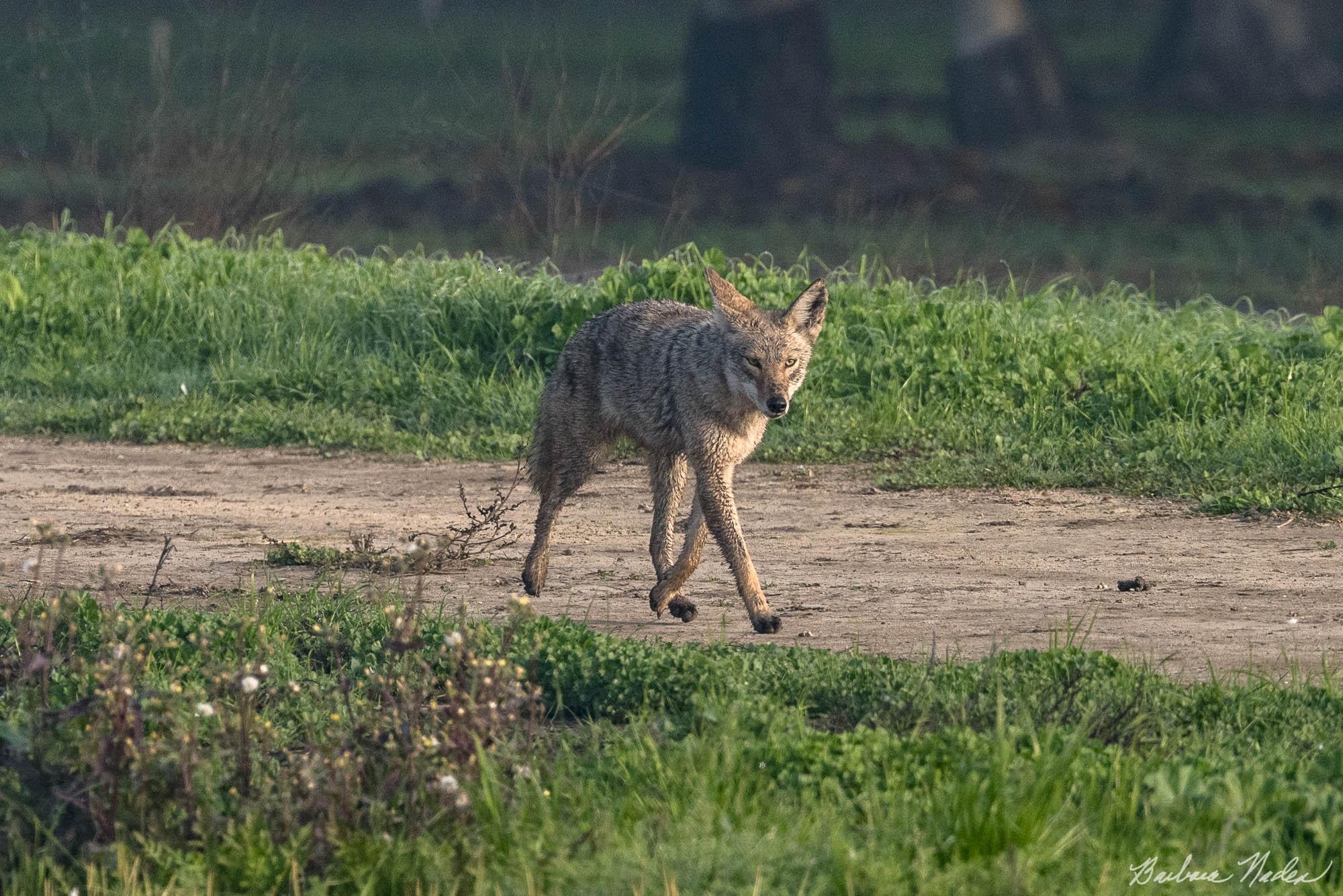 Coyote Stalking Sand Hill Cranes - Woodbridge Road, Lodi, California