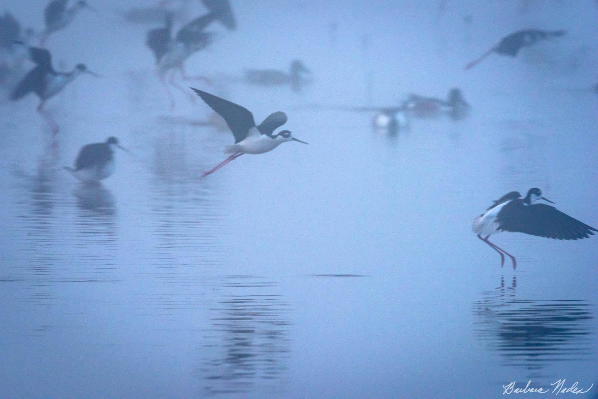 Dreamy Stilt Family - Cosumnes Wildlife Preserve