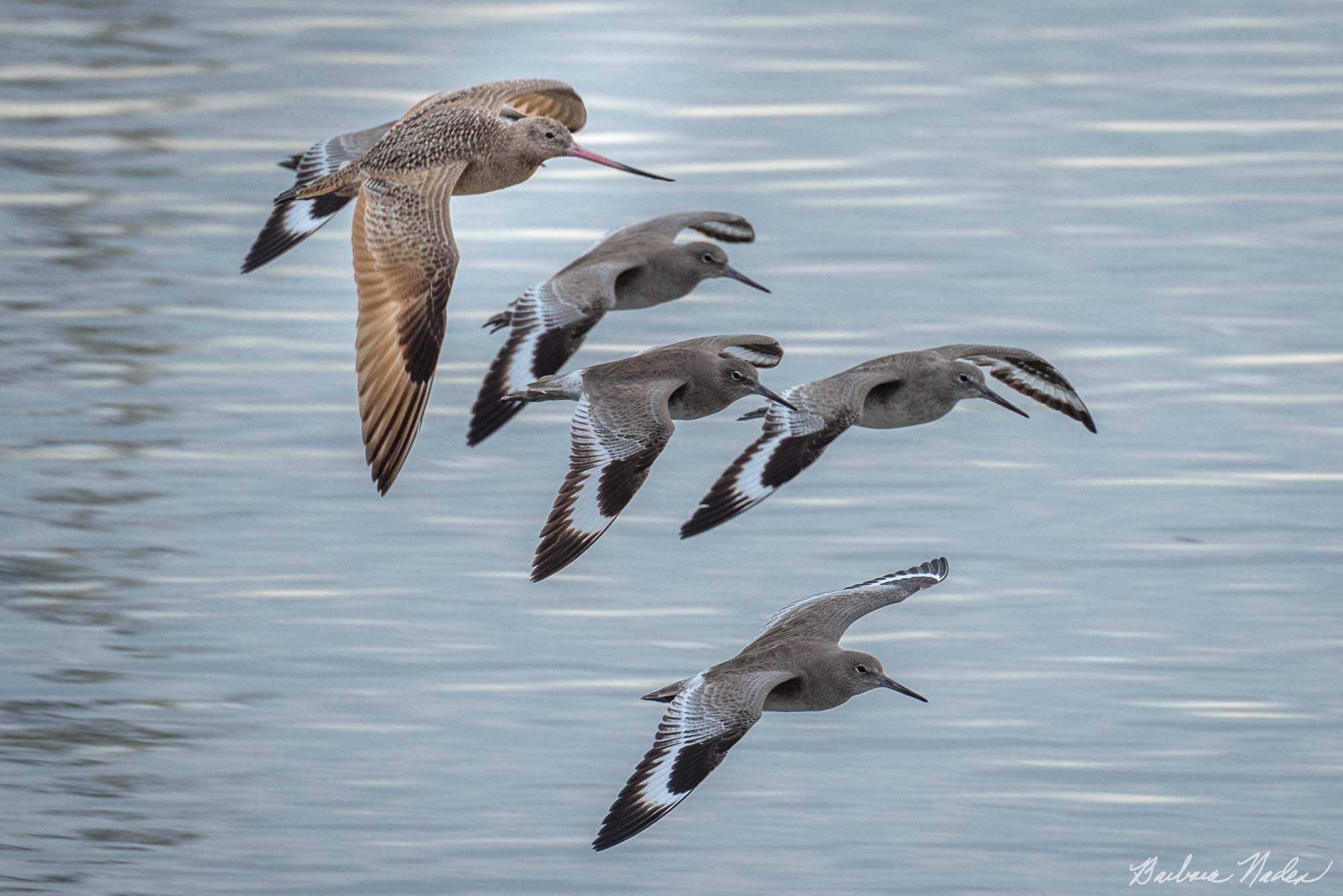 Marbled Godwit Flying with four Willets - Moss Landing, California