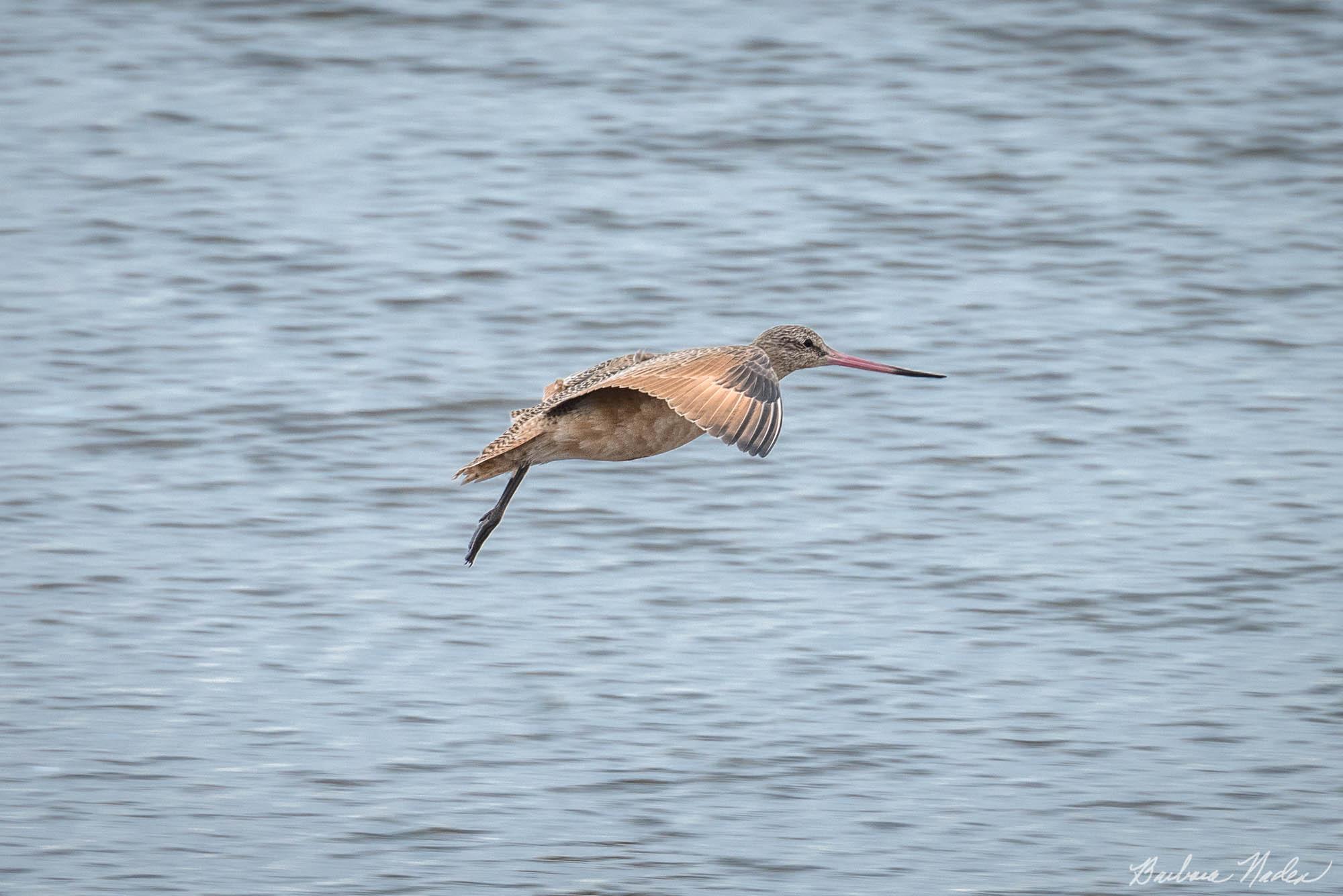 Godwit Coming in for a Landing - Moss Landing, California