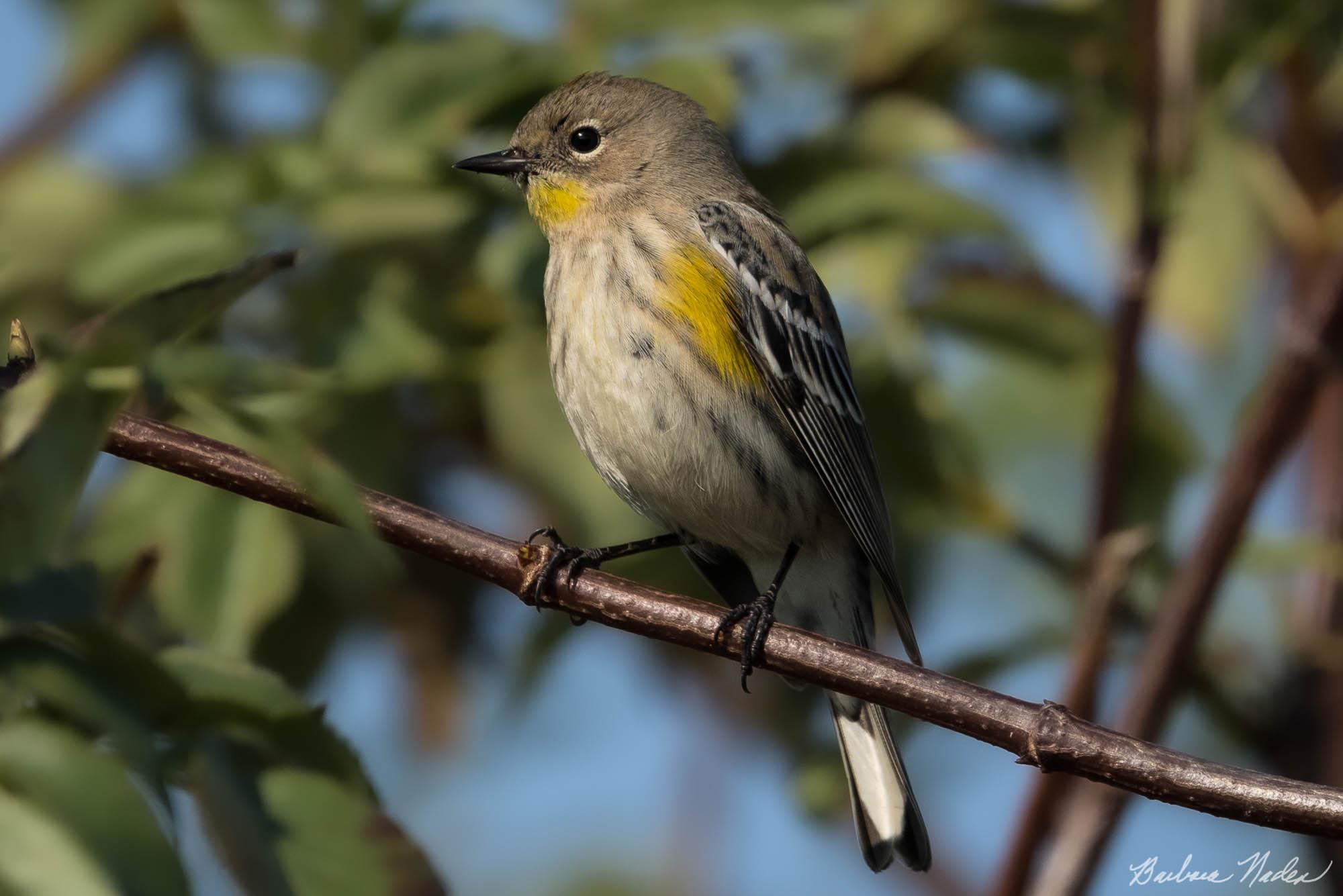 Female Yellow-rumped Warbler - Woodbridge Wildlife Preserve