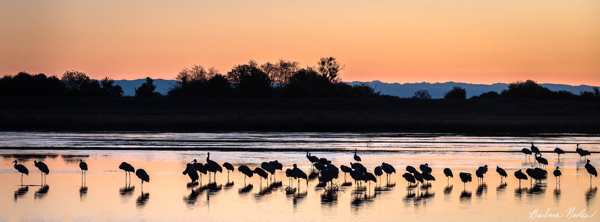 Settling in for the Night - Walnut Grove, California