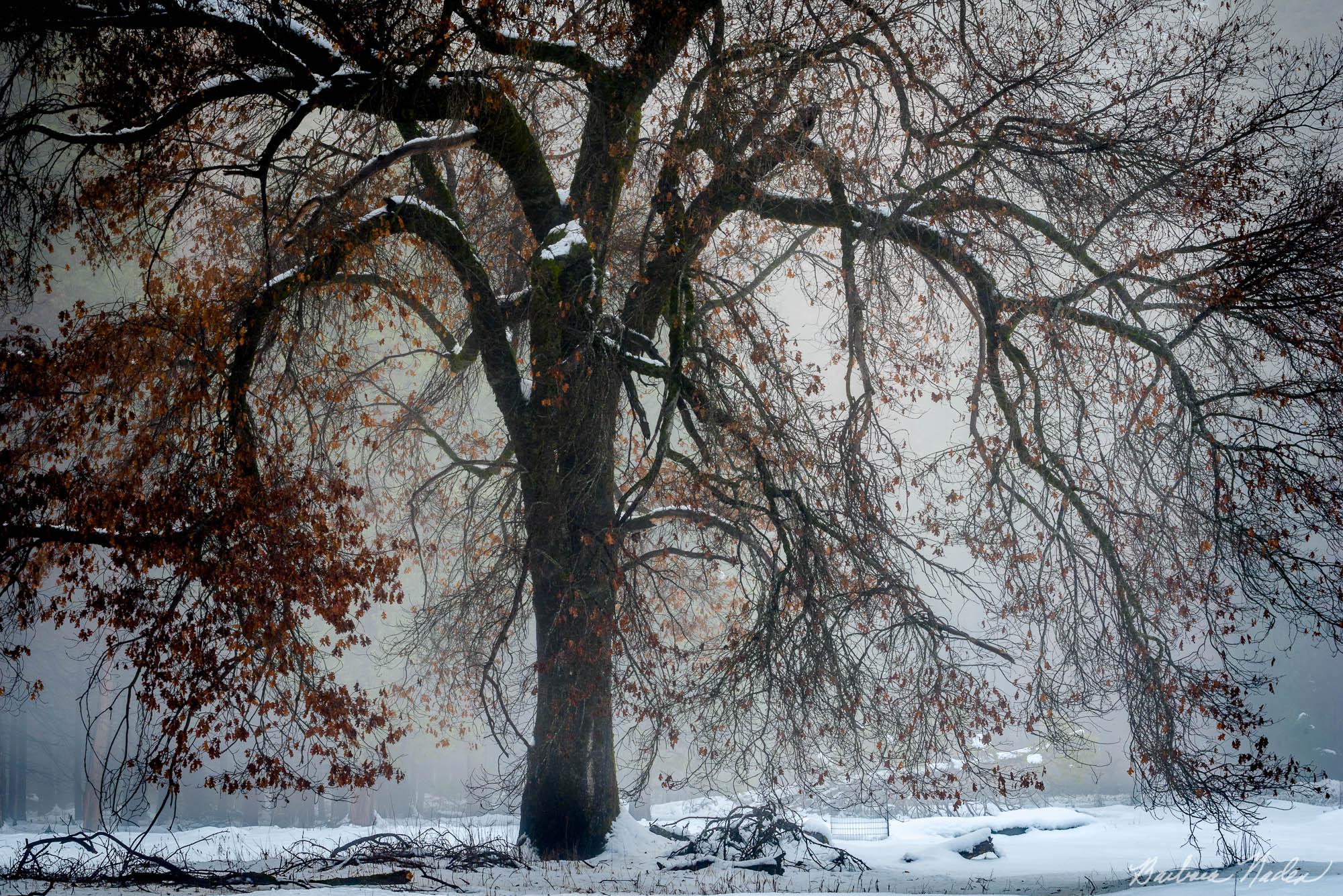 Oak tree after a storm - Yosemite Valley National Park