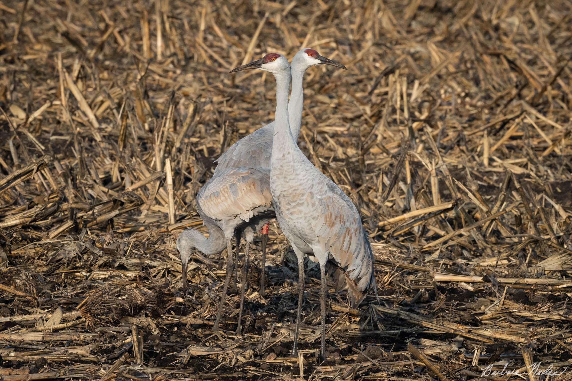 Feeding in the Cornfield - Cosumnes River Preserve