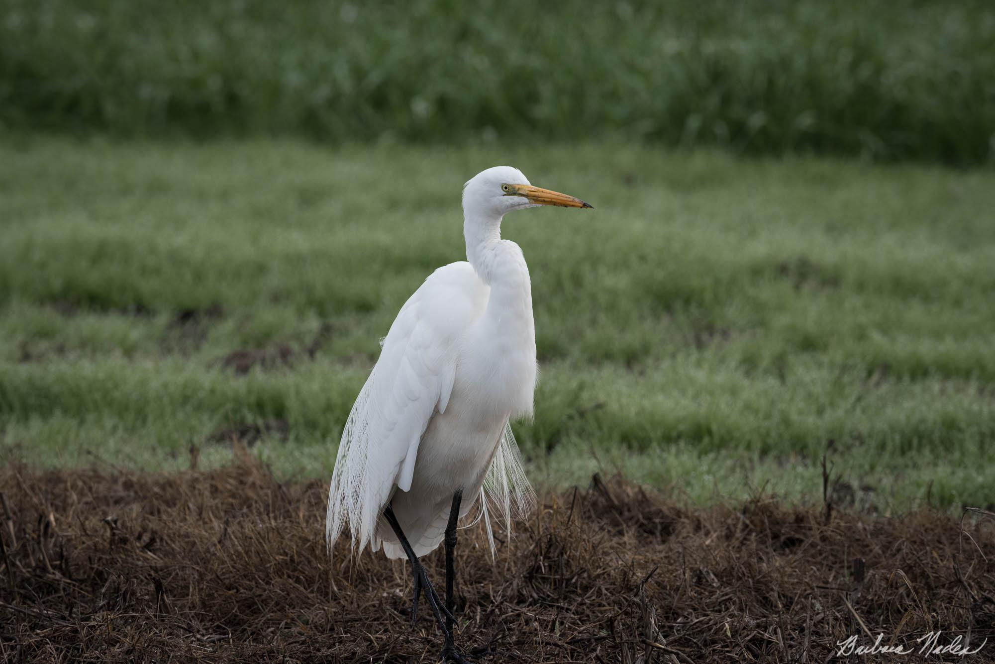 Great Egret Starting to get Breeding Plumage - Staten Island, California