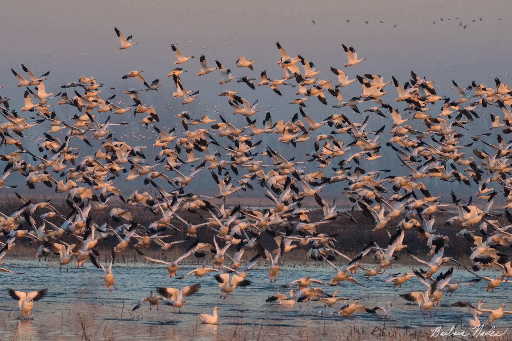 Early Morning Takeoff - Merced National Wildlife Refuge