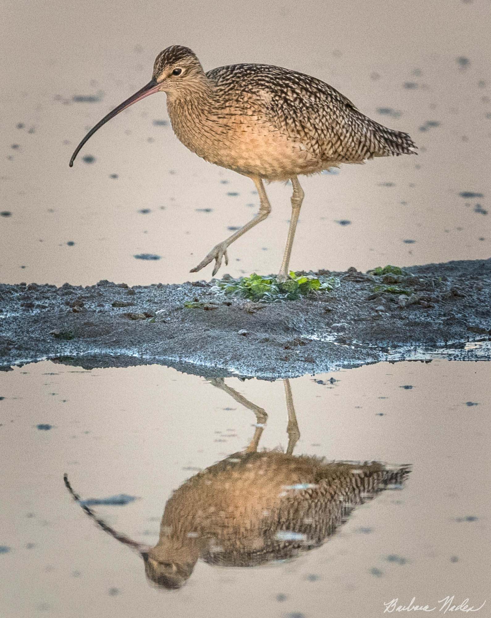 Long-billed Curlew reflection - Moss Landing, California