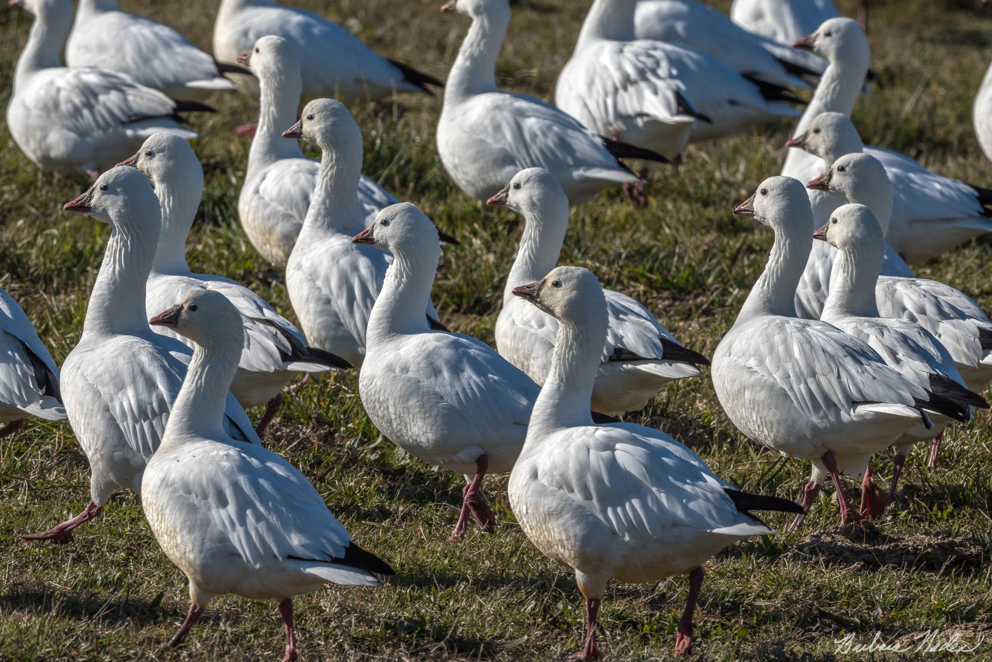 Snow Geese Up Close - Merced National Wildlife Refuge