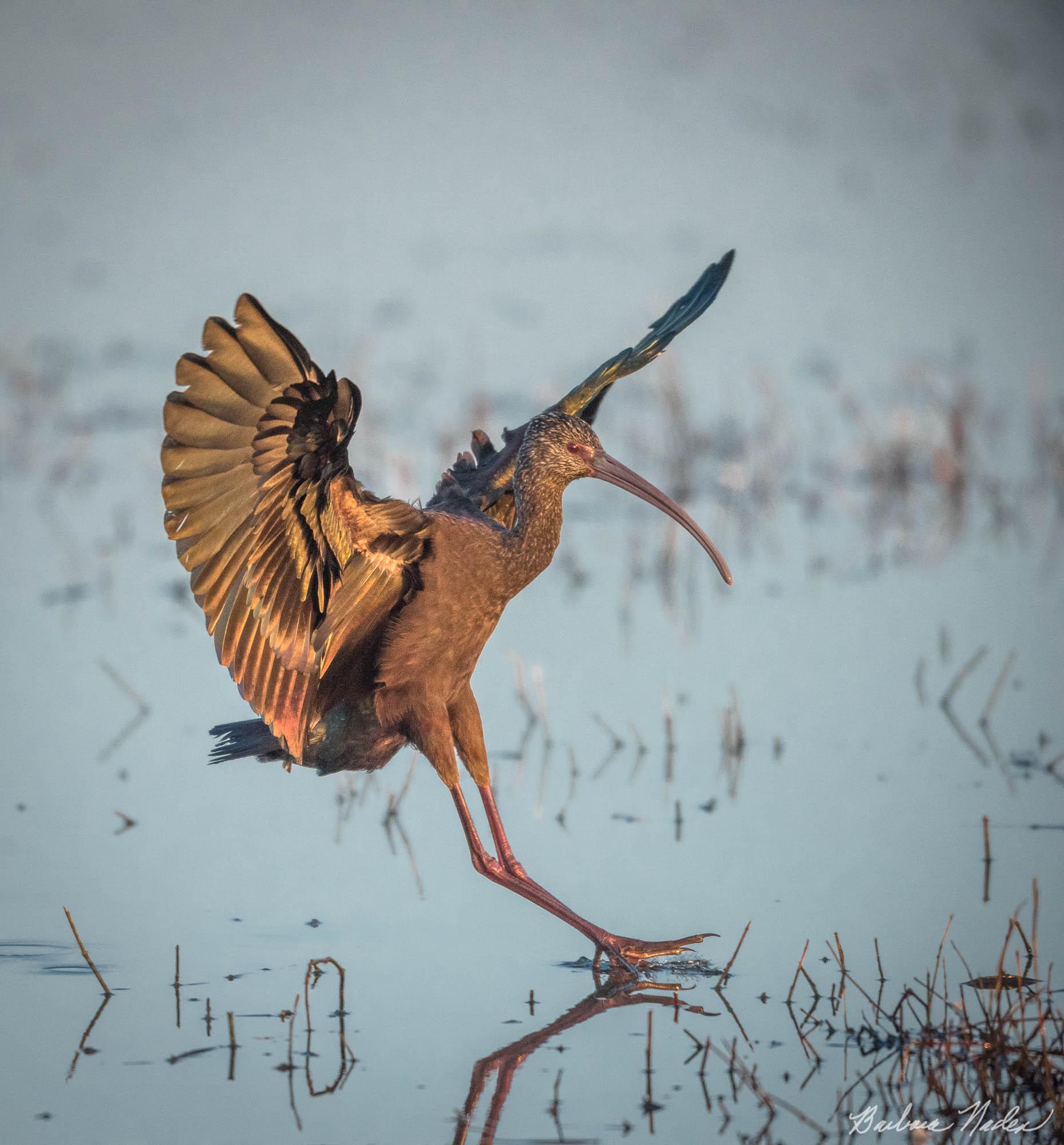 Ibis Landing - Merced National Wildlife Refuge