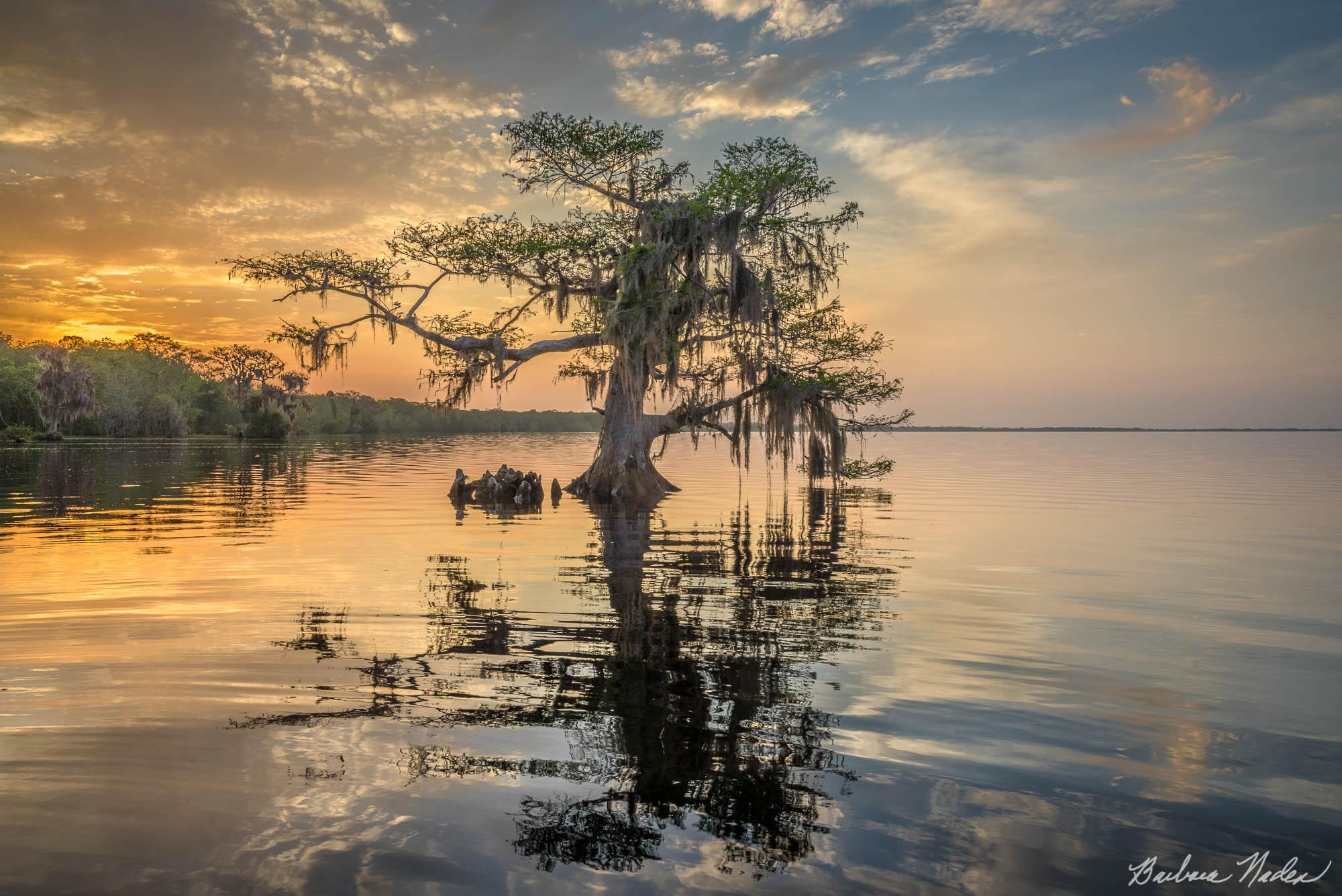 Lone Cypress Tree - Blue Cypress Lake, Florida