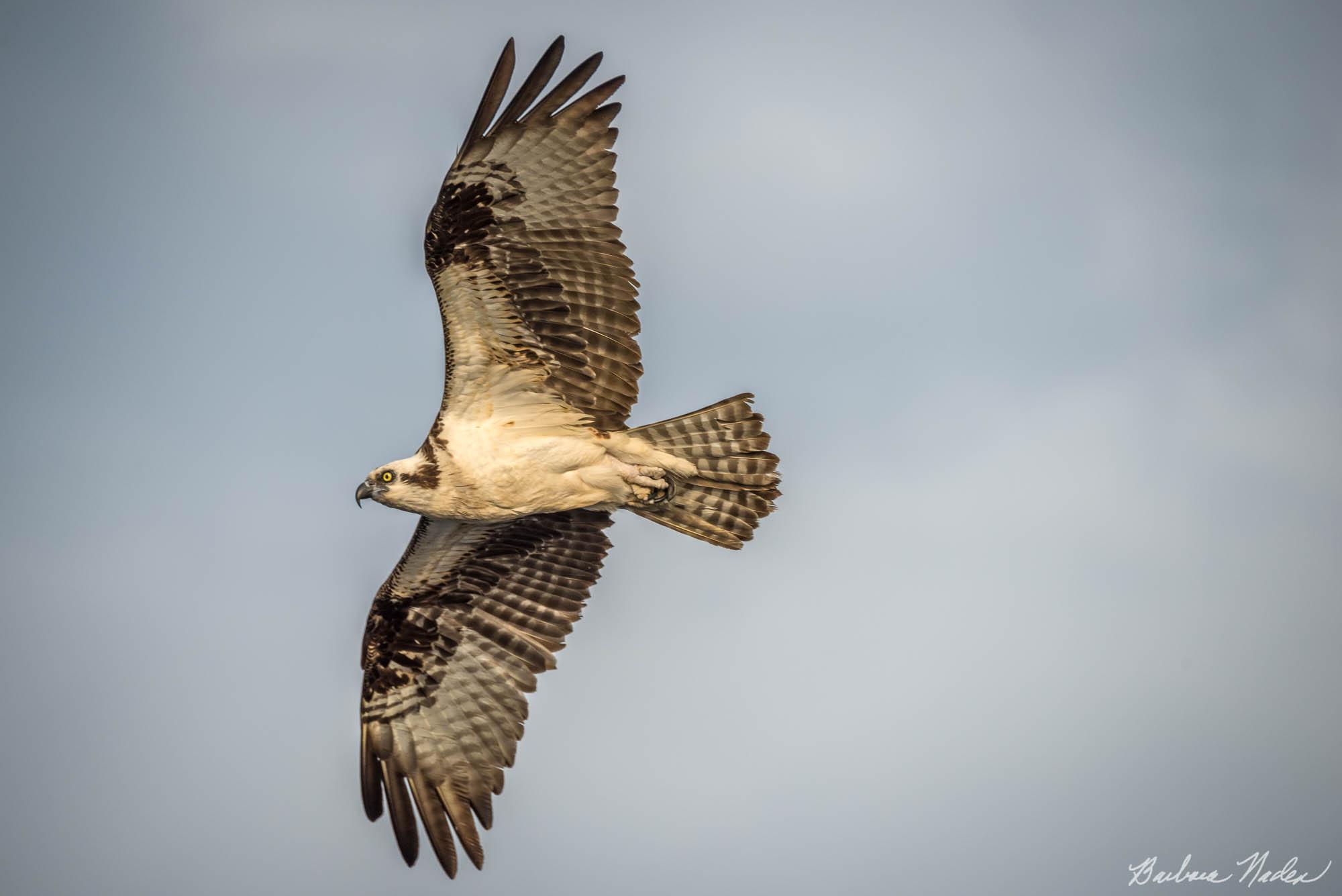 Osprey I - Blue Cypress Lake, Florida