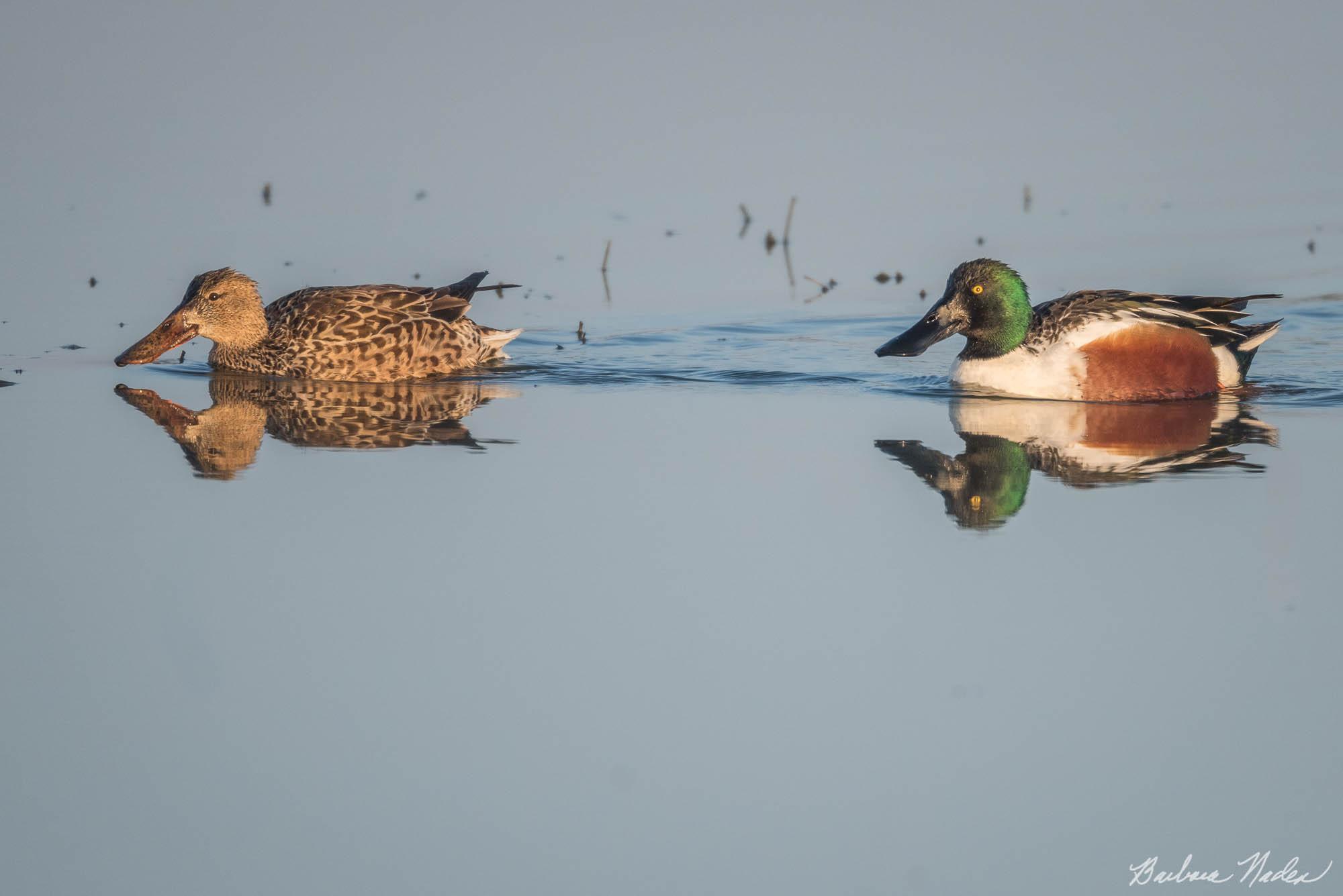 Male and female Shoveler Swimming - Merced National Wildlife Refuge