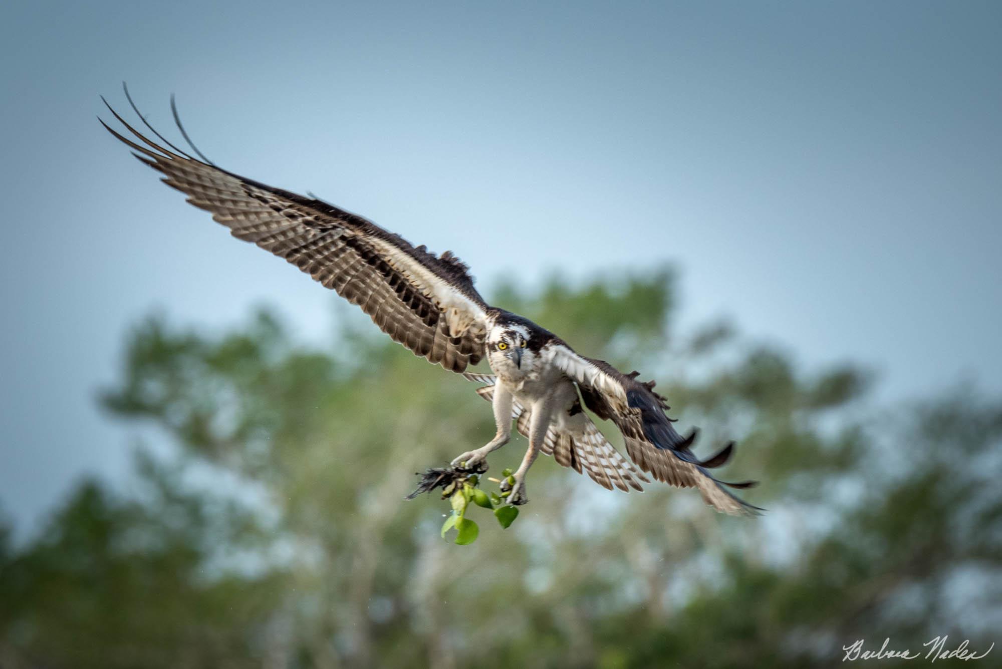 Osprey with Nesting Material - Blue Cypress Lake, Florida